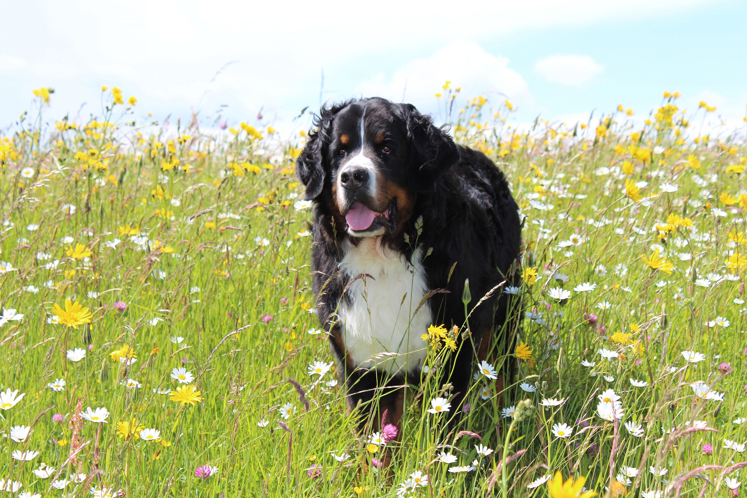Bernese Mountain Dog in a field of flowers HD Wallpaper