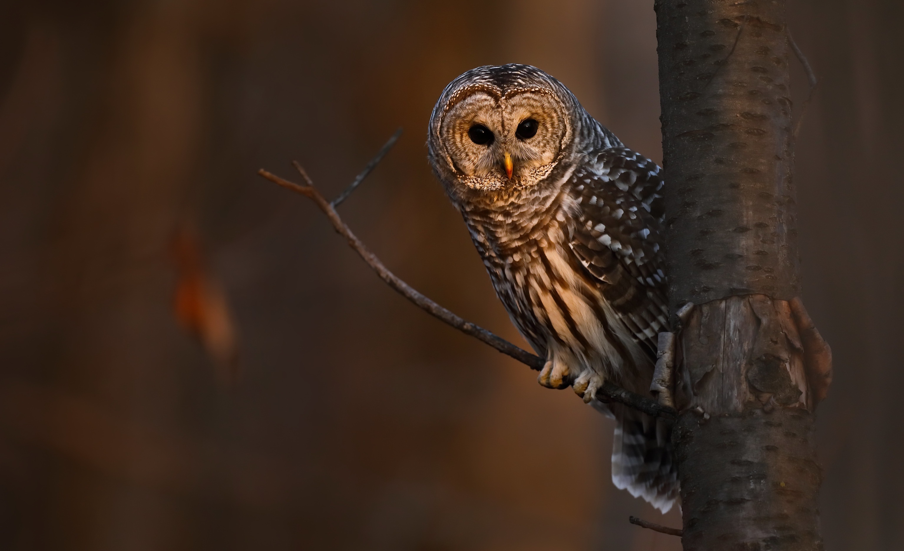 Barred Owl Perched on a Tree Branch HD Wallpaper