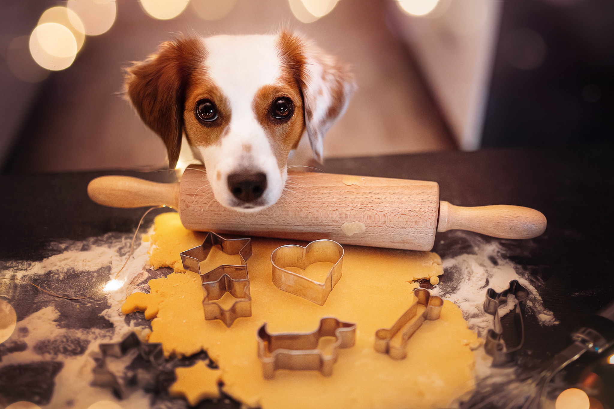 Dog with cookie cutters and rolling pin HD Wallpaper