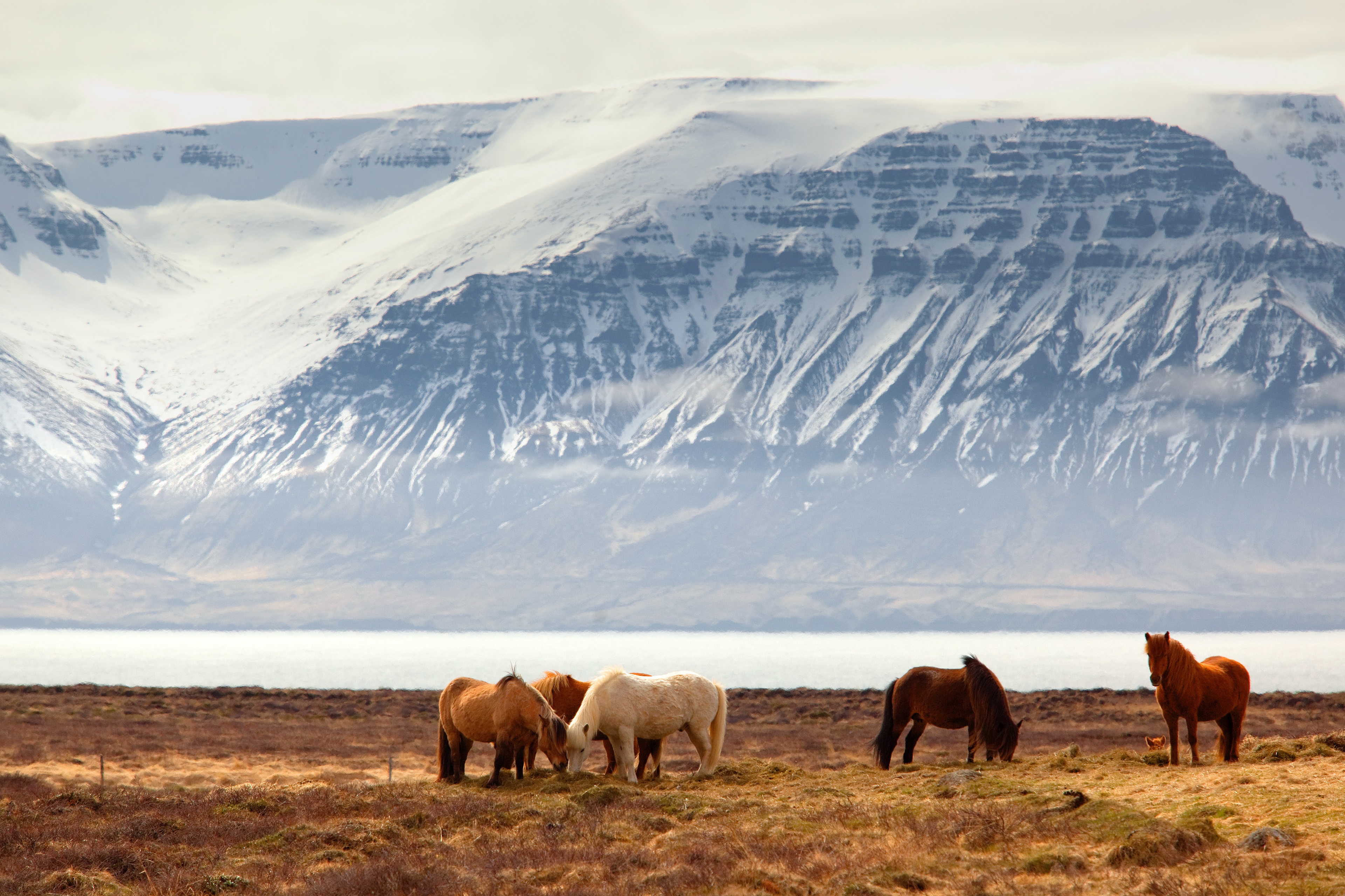 Horses in front of snow-capped mountains HD Wallpaper