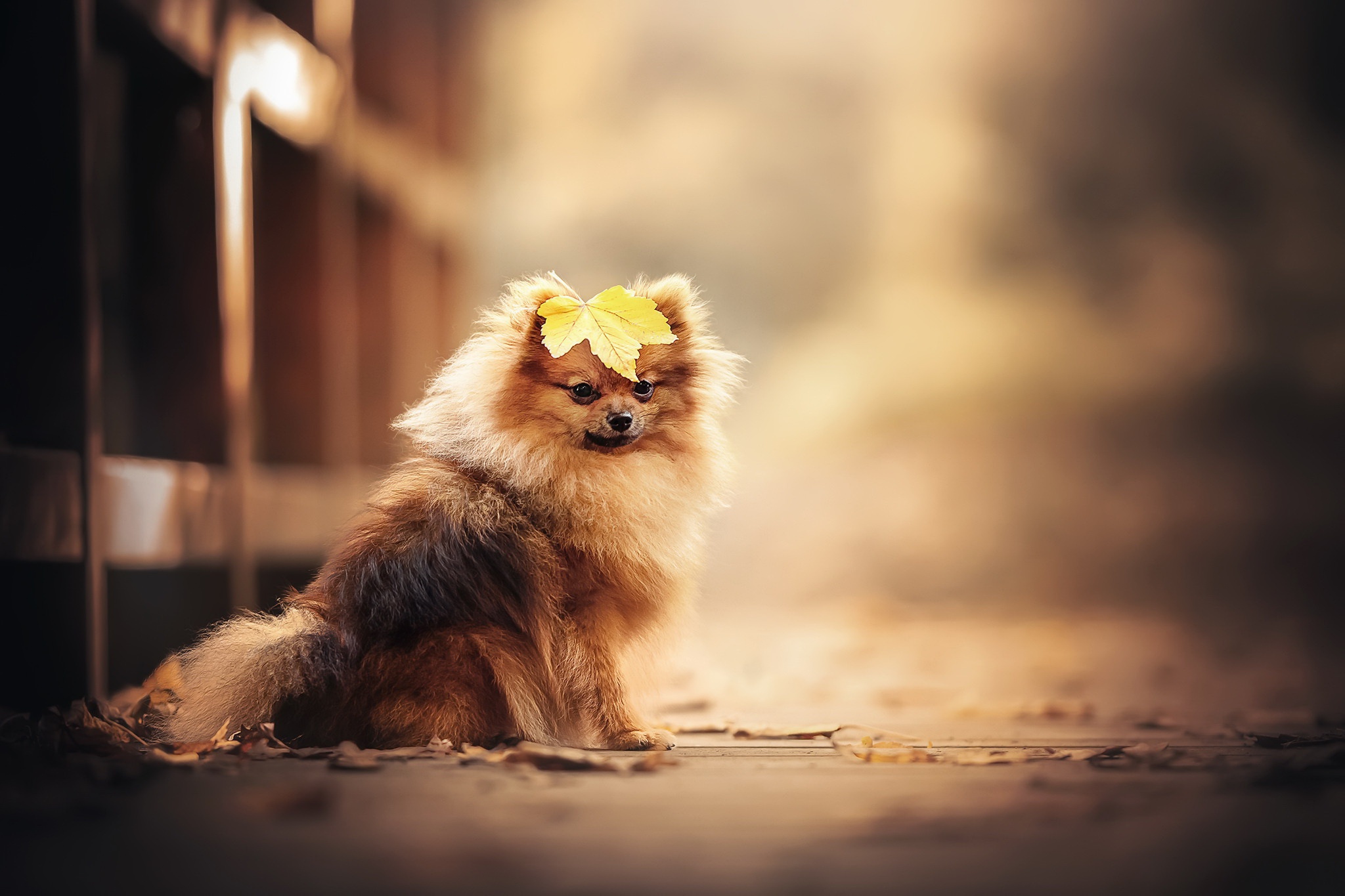 Pomeranian dog with a leaf on its head HD Wallpaper