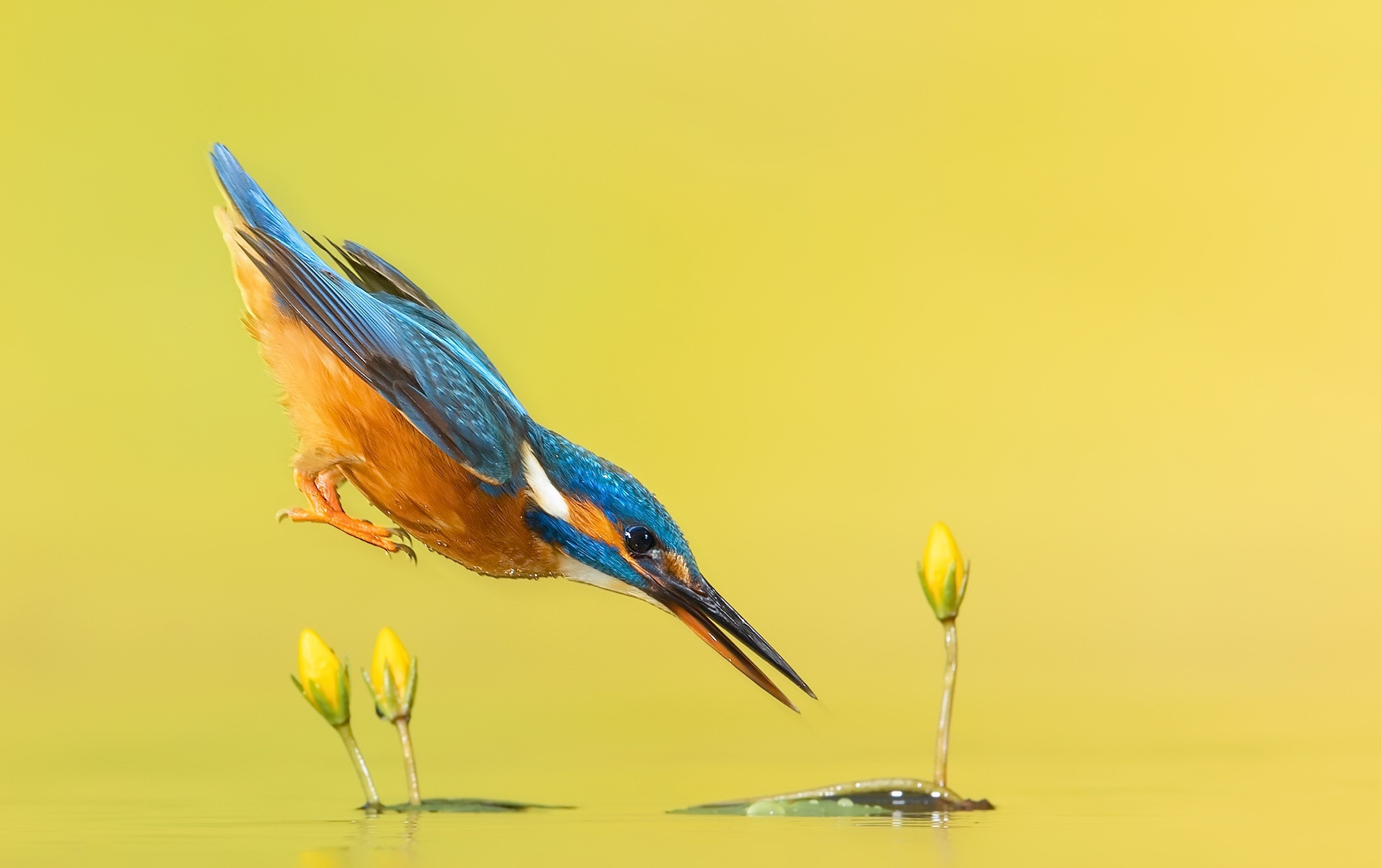 Common Kingfisher diving into water with lily pads HD Wallpaper