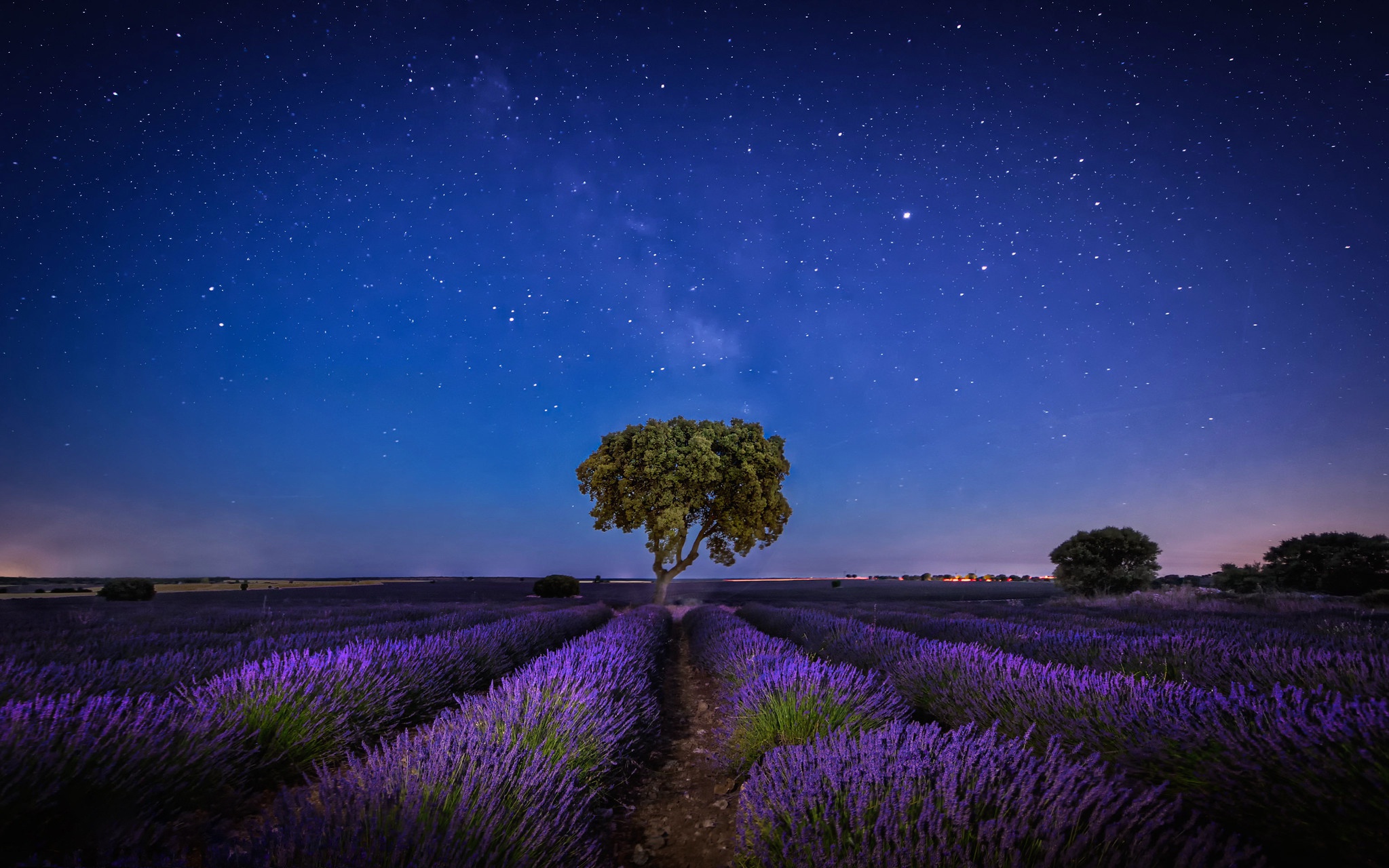 Lavender field under starry night sky with a tree HD Wallpaper