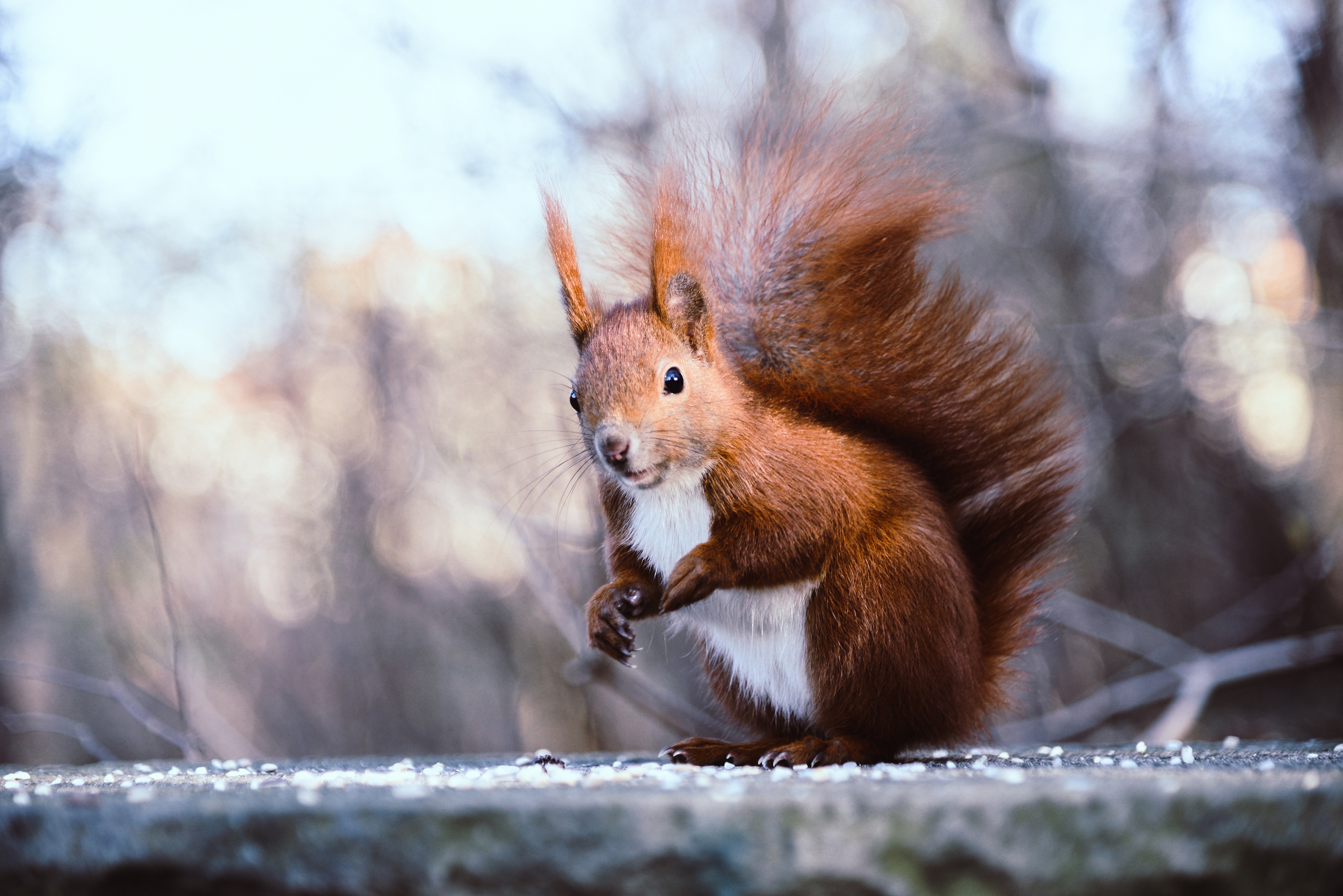 Red Squirrel on a Surface with Seeds HD Wallpaper