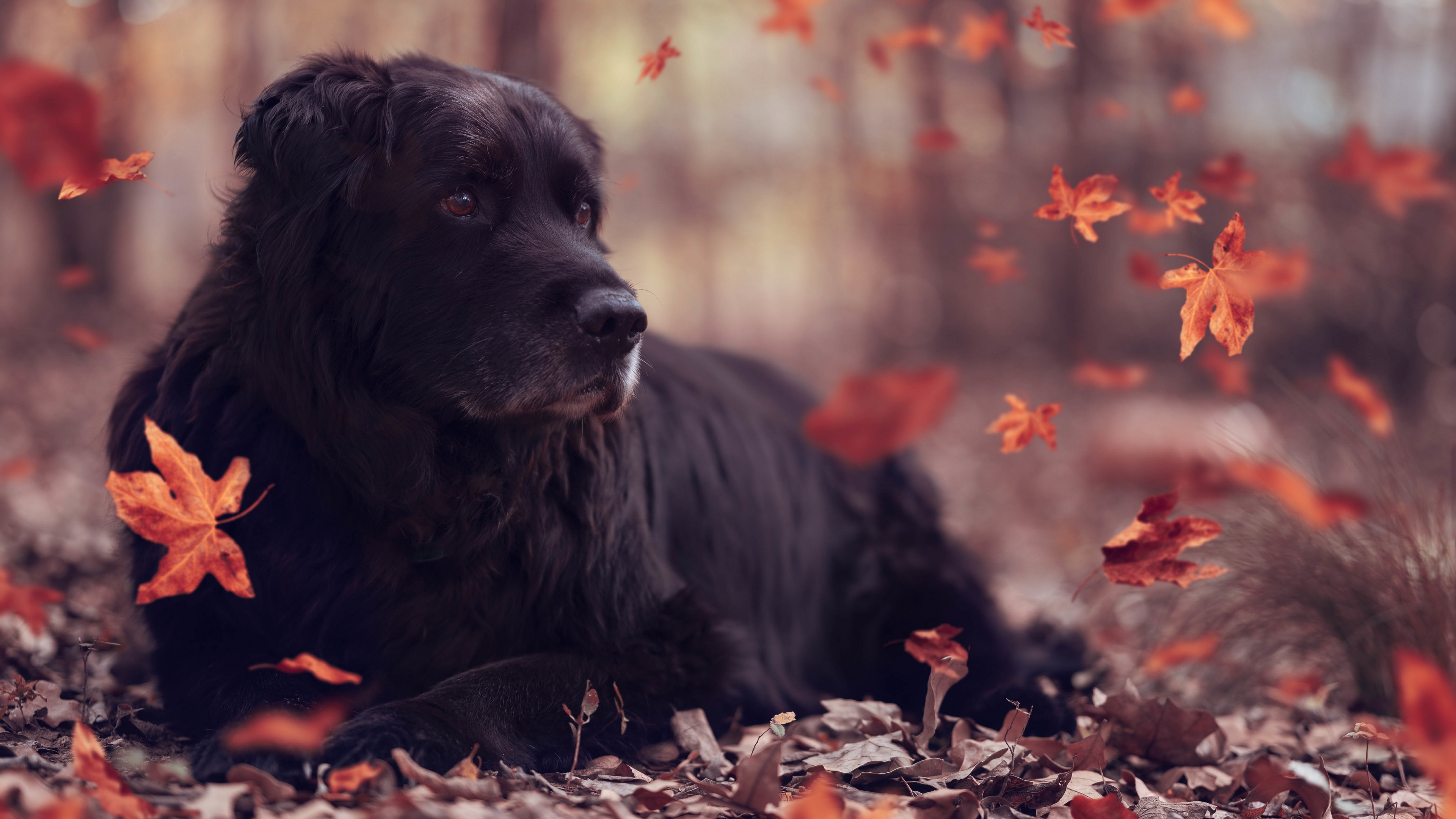 Black dog lying in autumn leaves HD Wallpaper