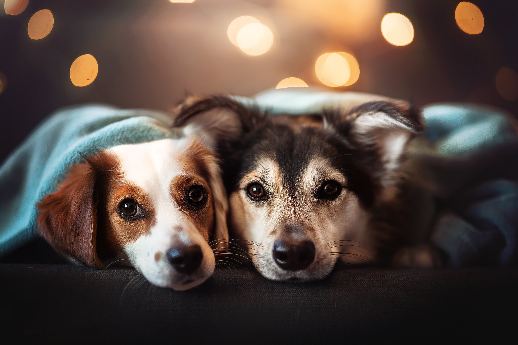 Two dogs under a blanket with bokeh lights HD Wallpaper