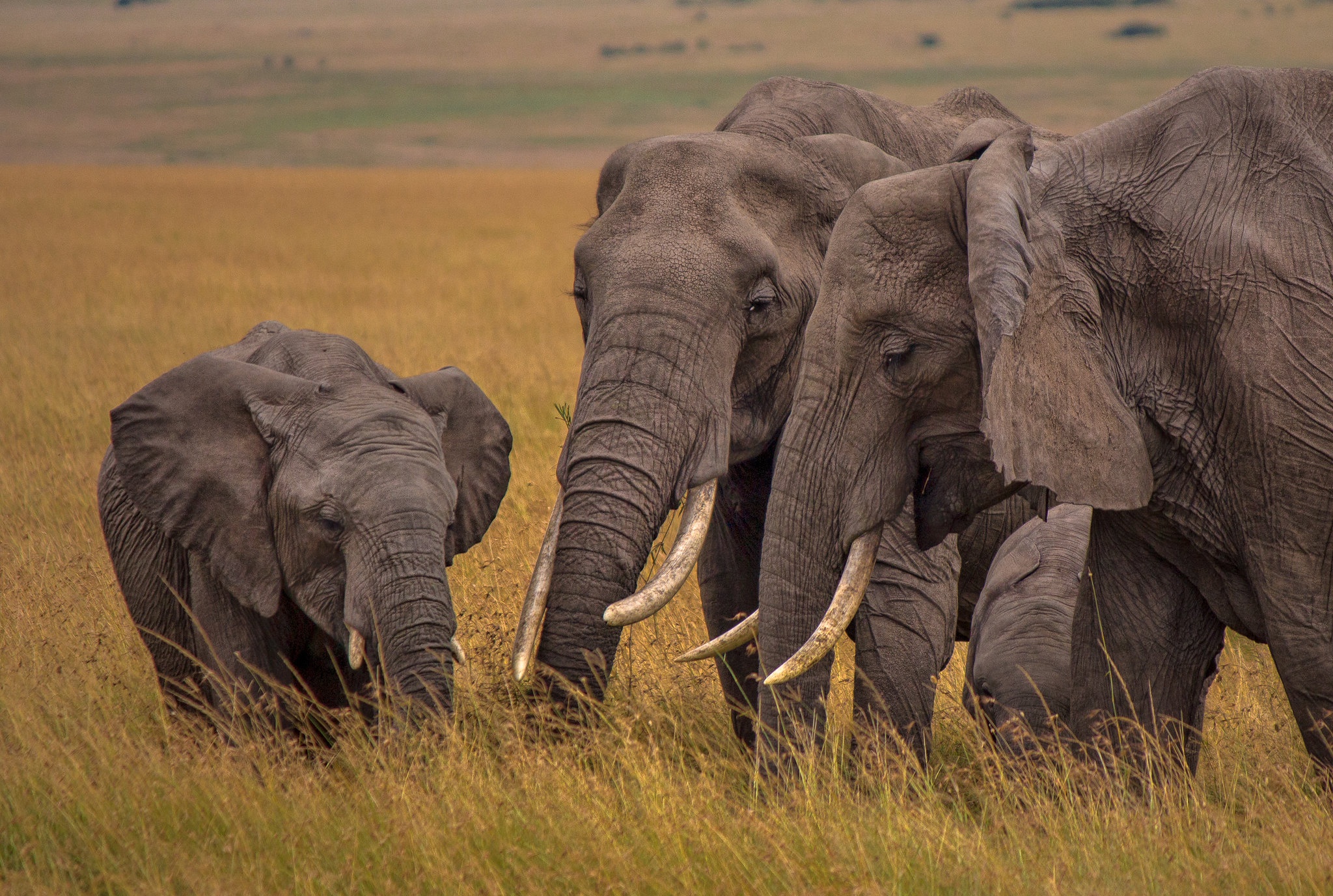 Elephants in a grassy field HD Wallpaper