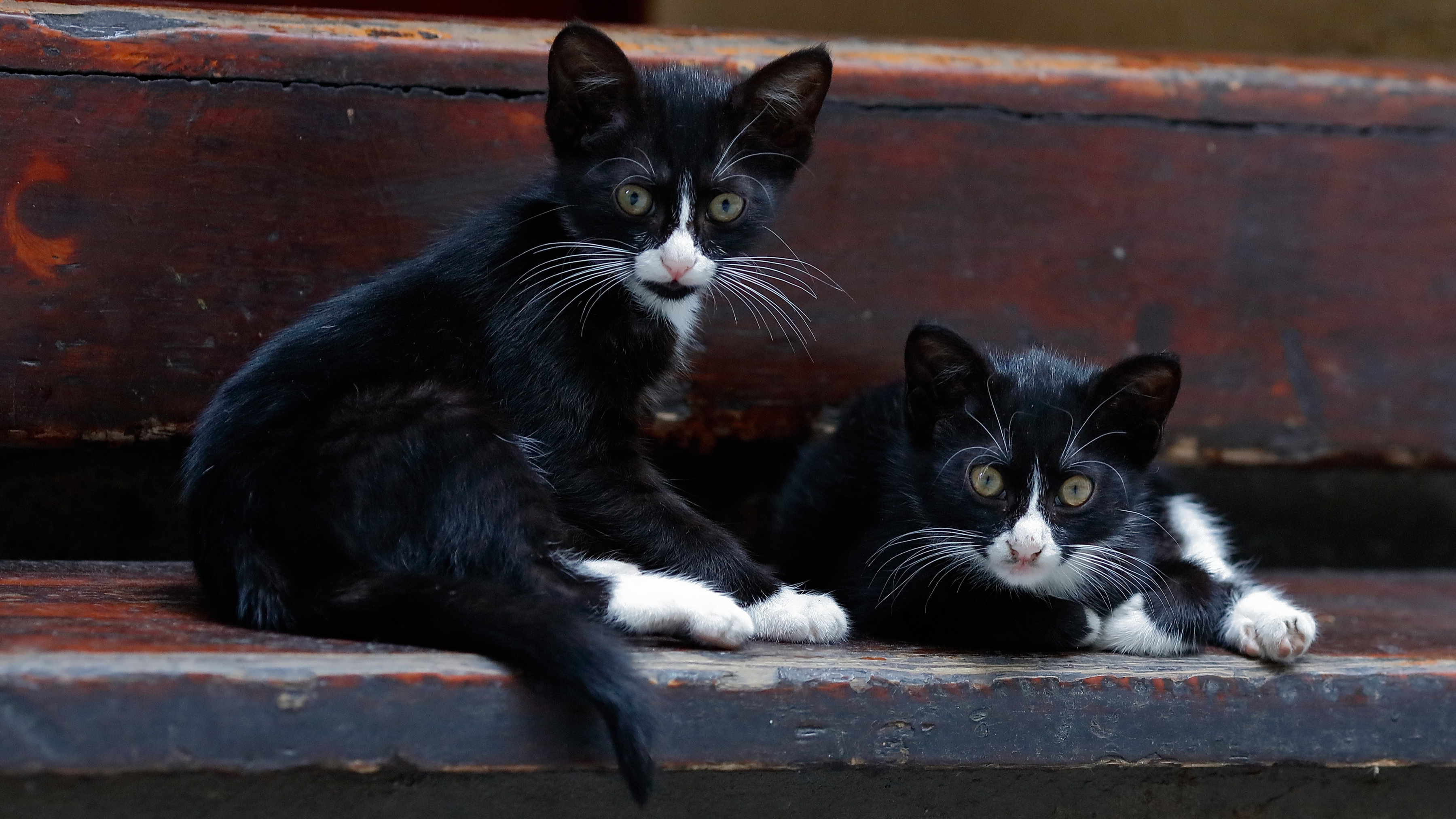 Two black and white kittens sitting on wooden steps HD Wallpaper