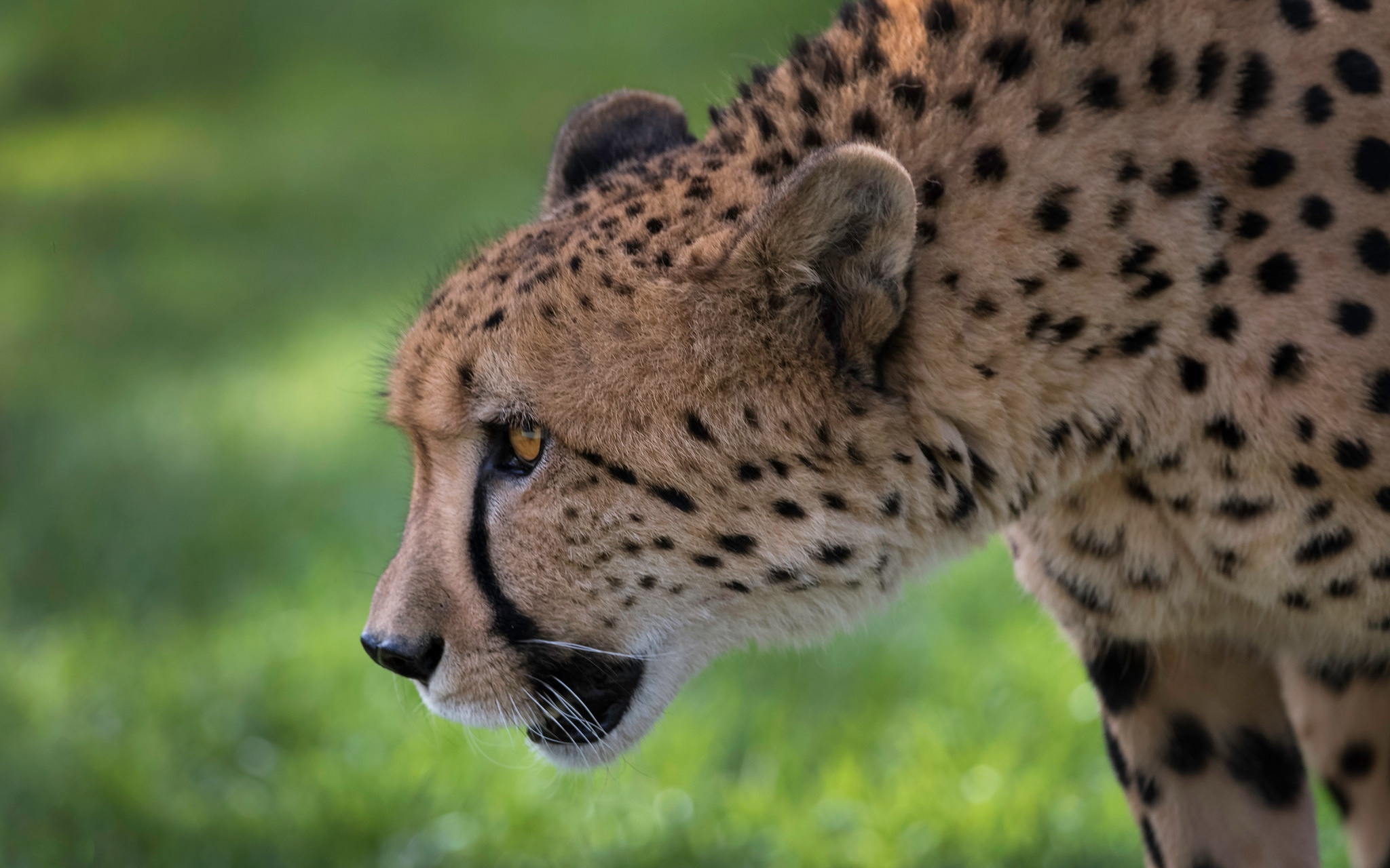 Cheetah in a grassy field HD Wallpaper