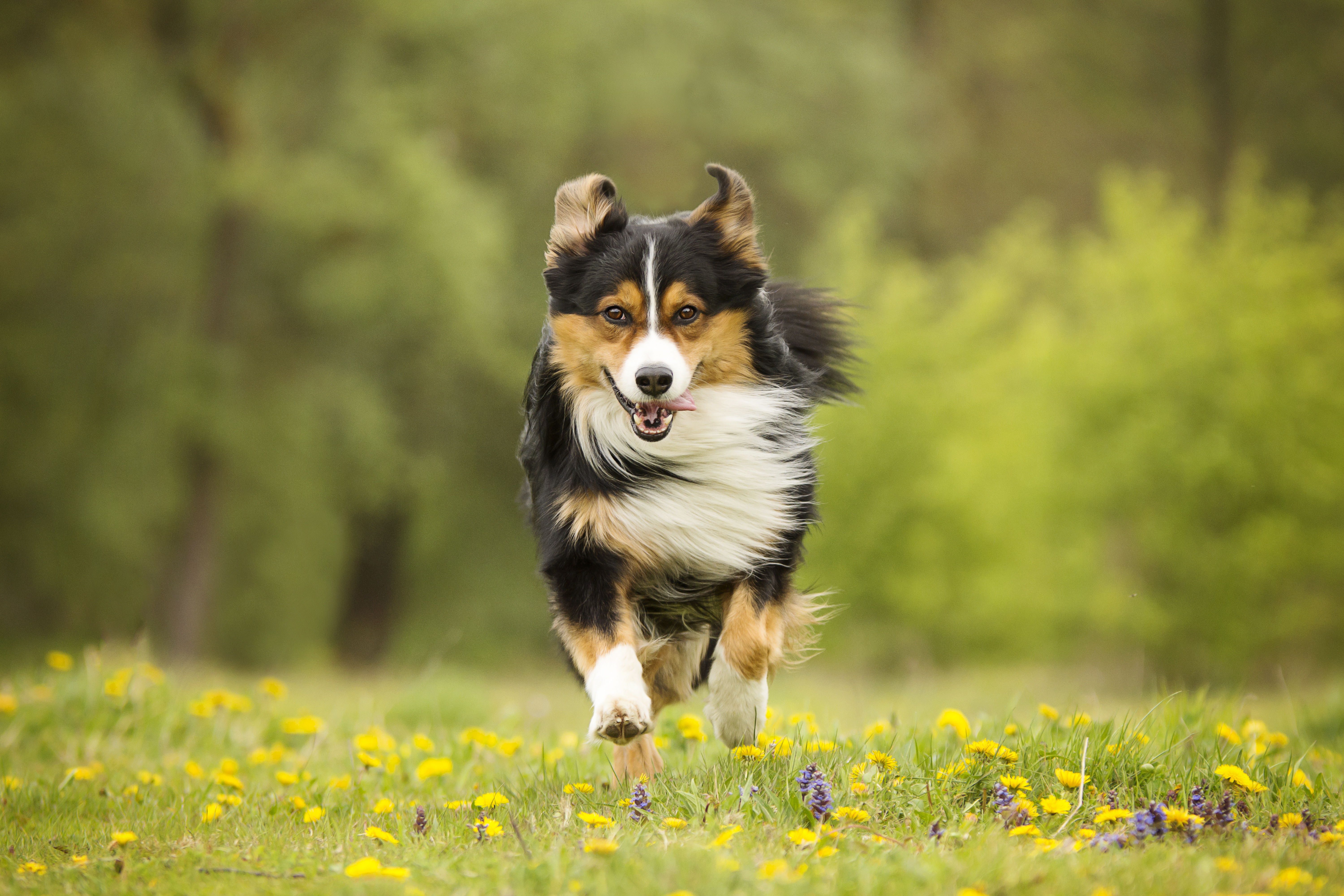 Dog running through a field of flowers HD Wallpaper