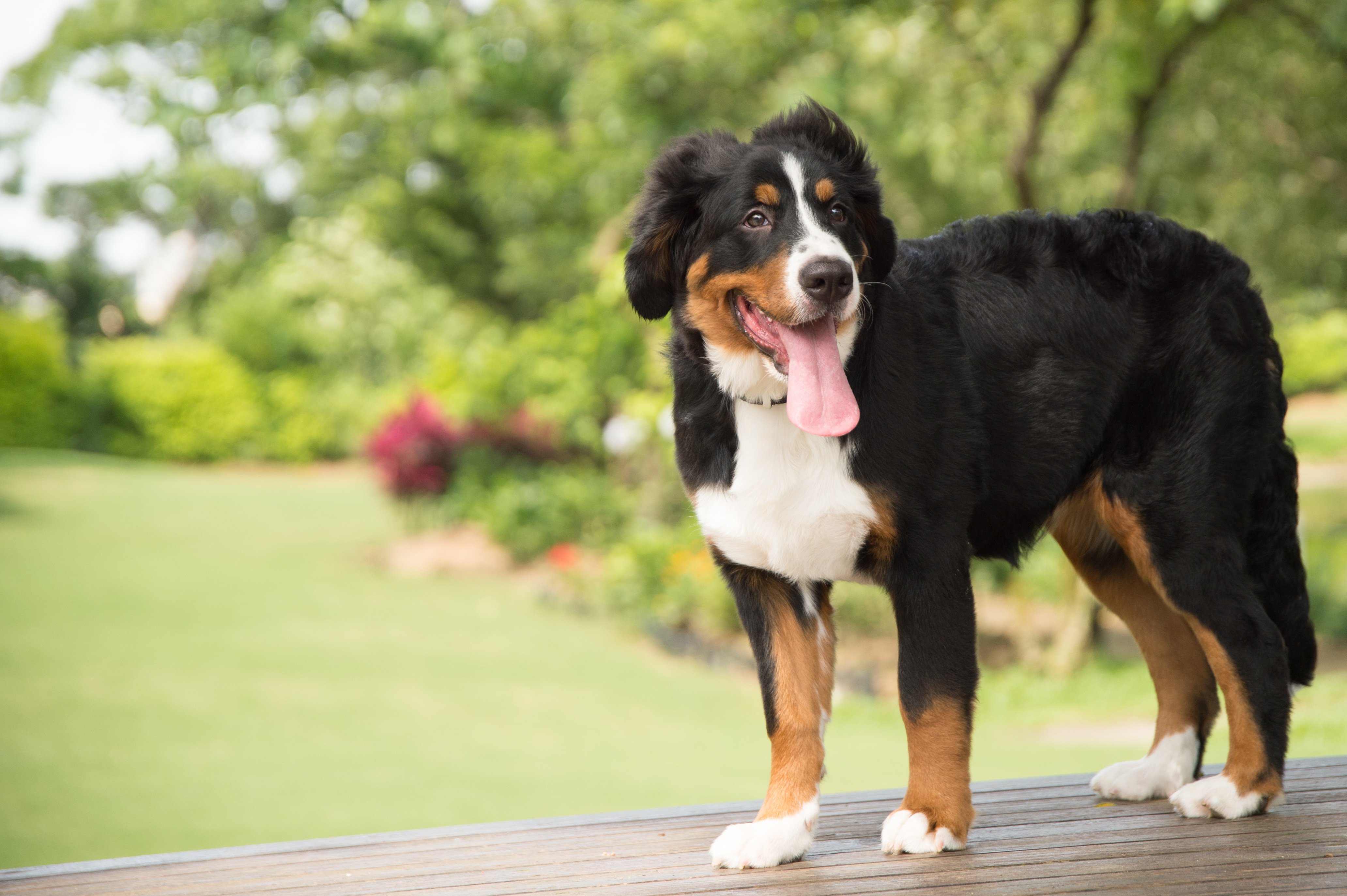 Bernese Mountain Dog HD Wallpaper