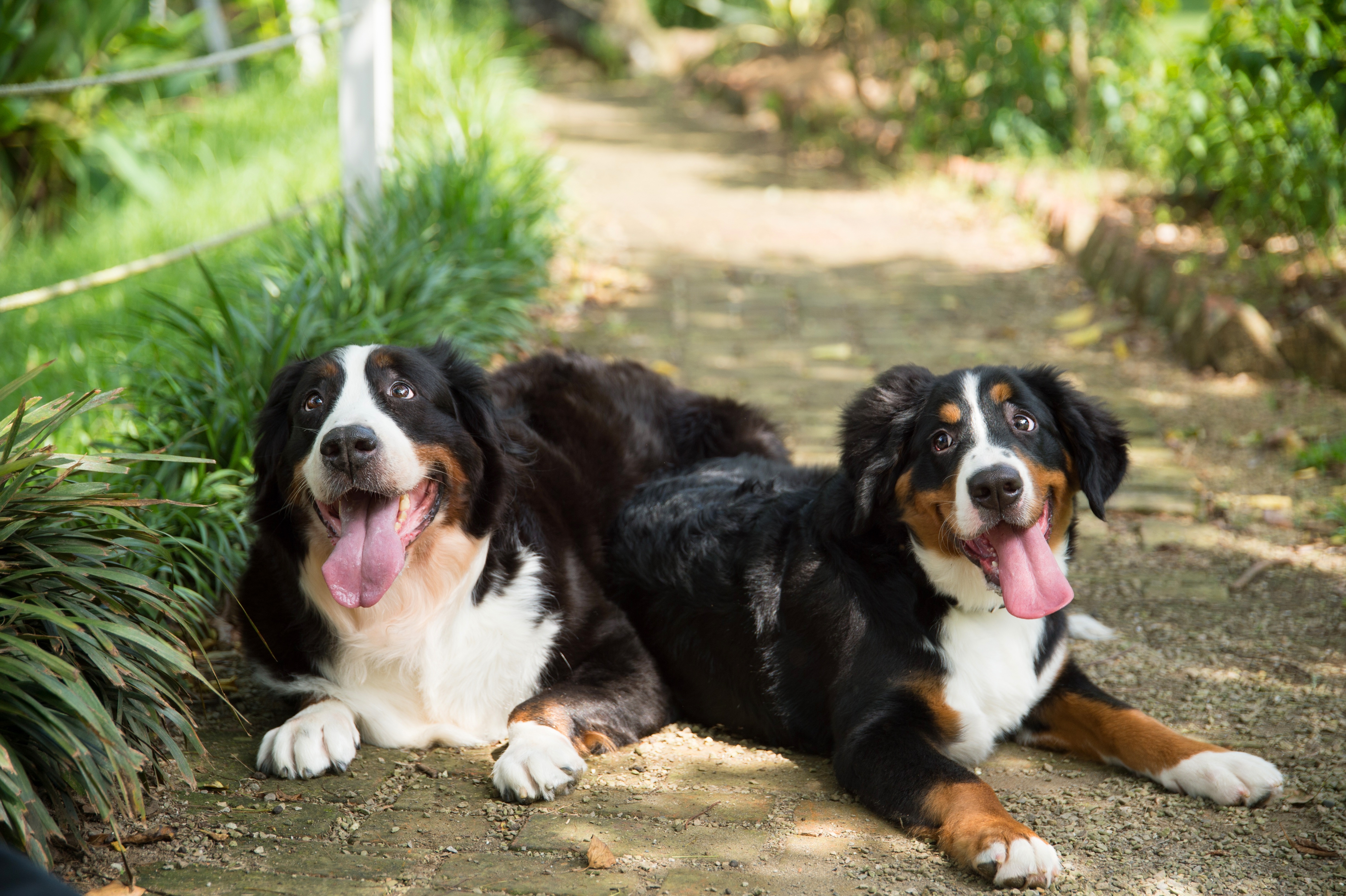 Two Bernese Mountain Dogs lying on a path HD Wallpaper