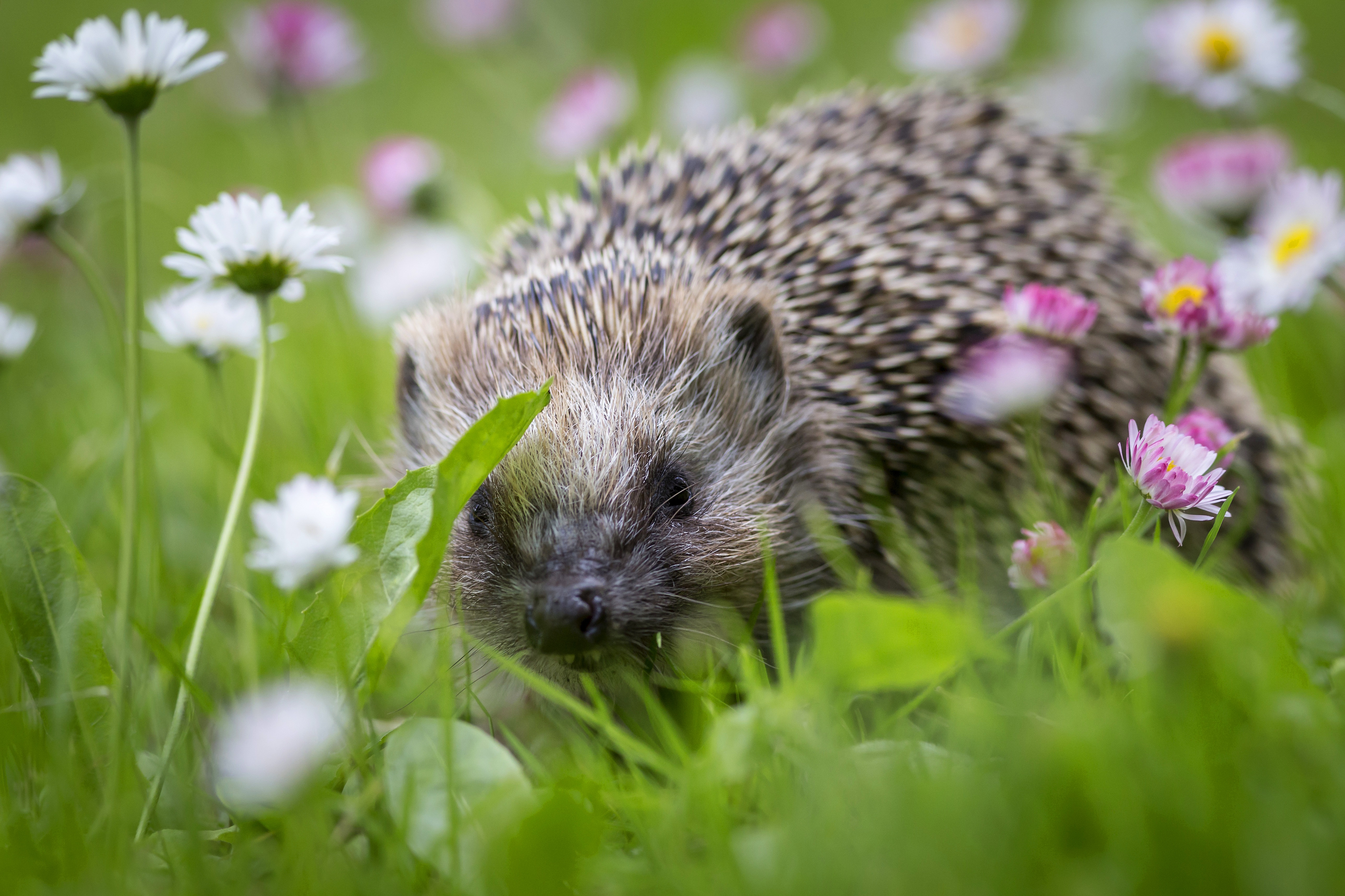 Hedgehog in a field of daisies 4K HD Wallpaper