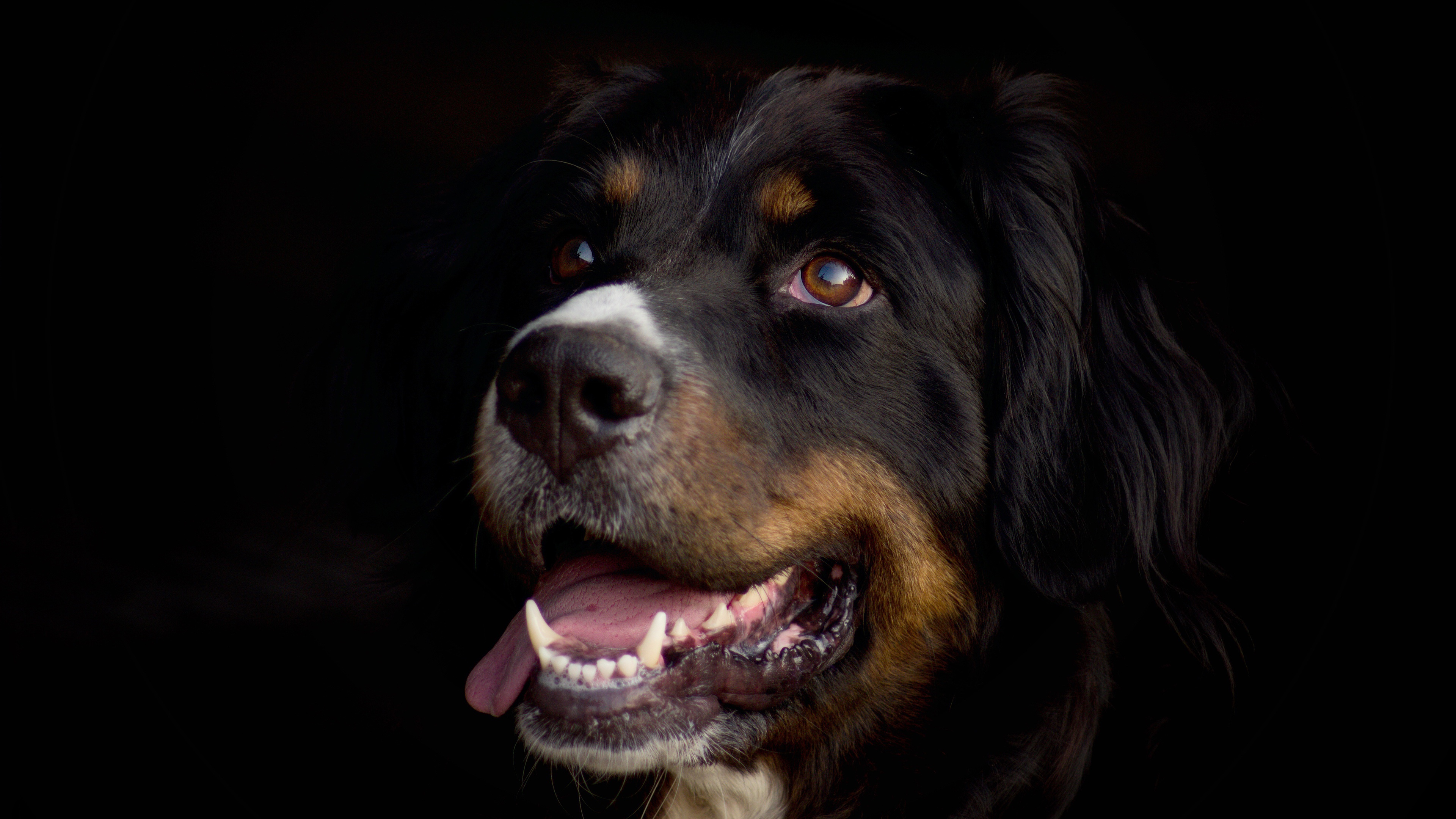 Bernese Mountain Dog portrait 4K HD Wallpaper