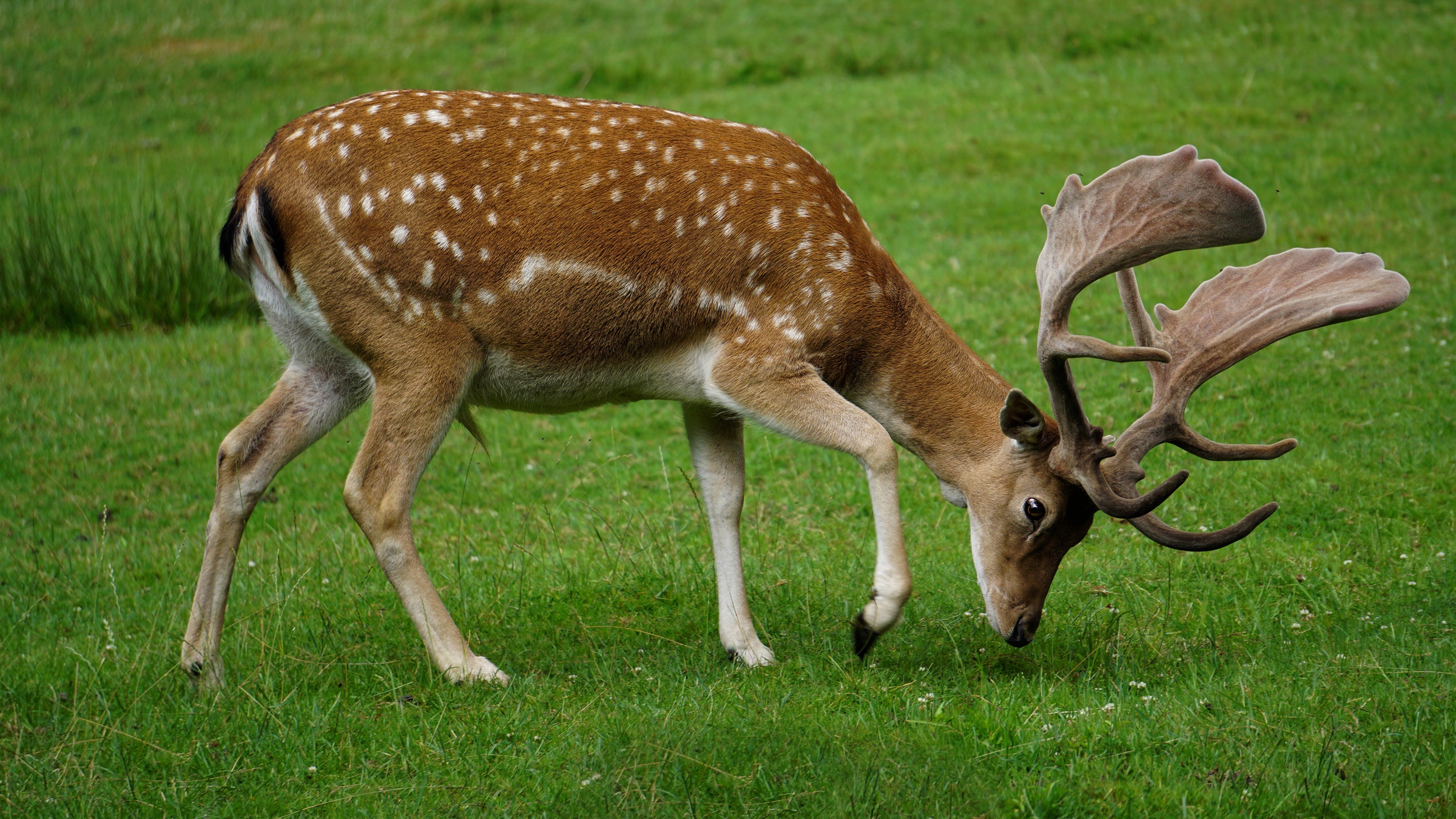 Fallow Deer with Antlers in a Field HD Wallpaper