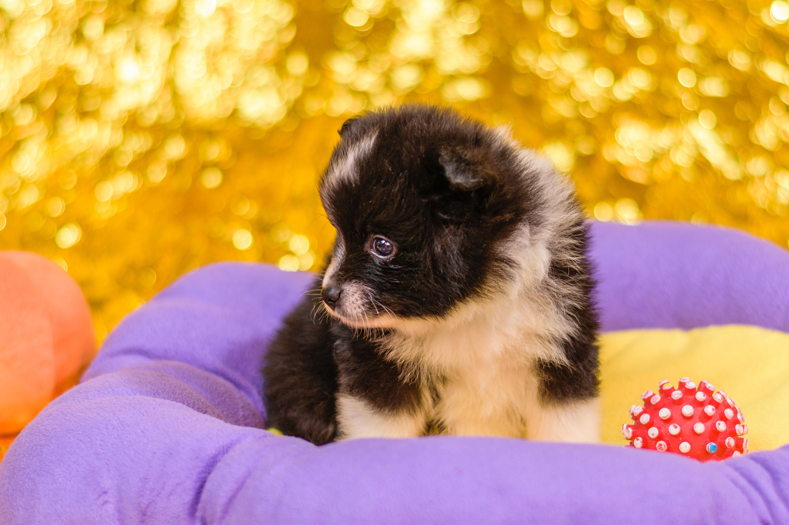 Fluffy Pomeranian Puppy in a Pet Bed HD Wallpaper