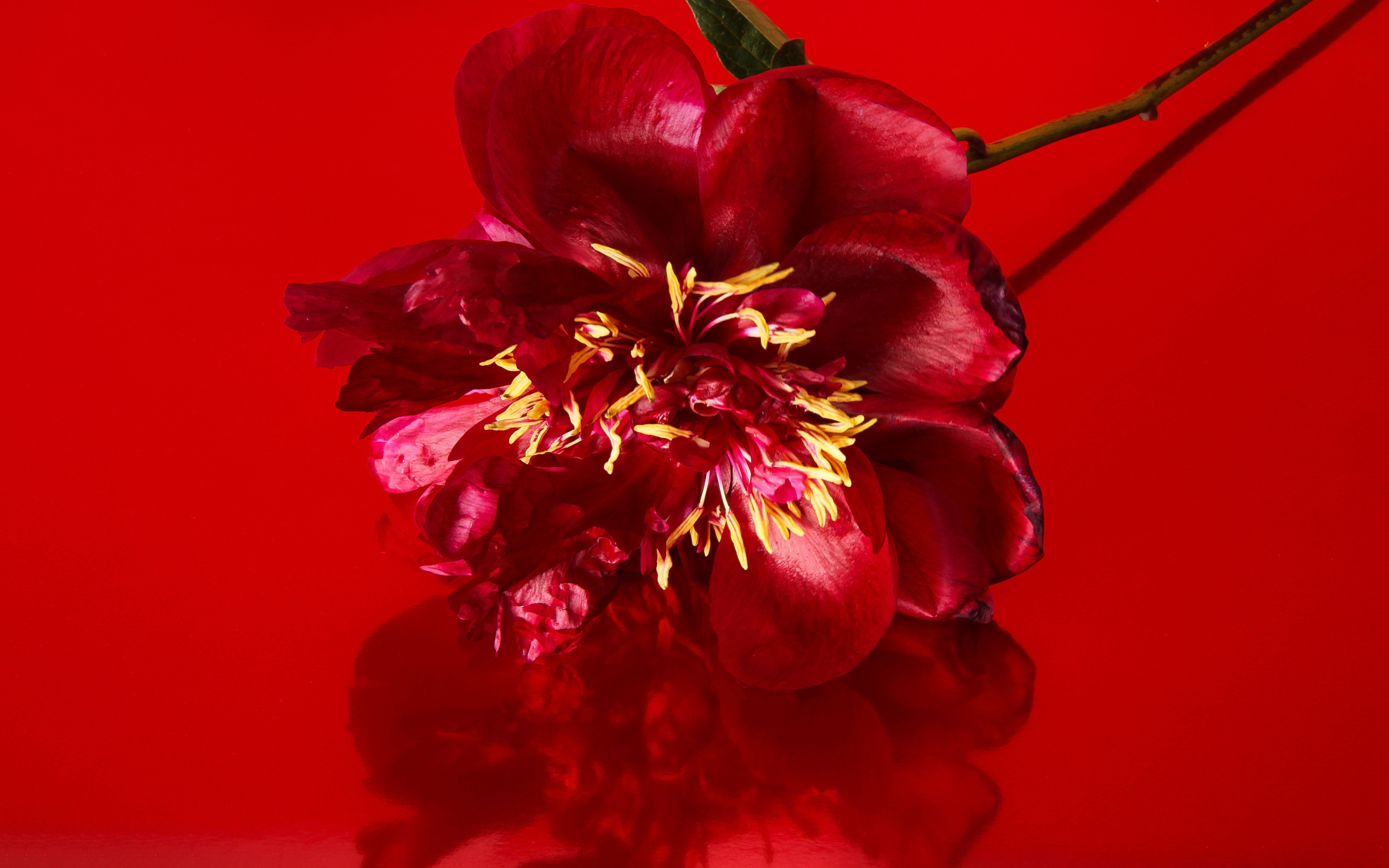 Red Peony Flower Macro HD Wallpaper