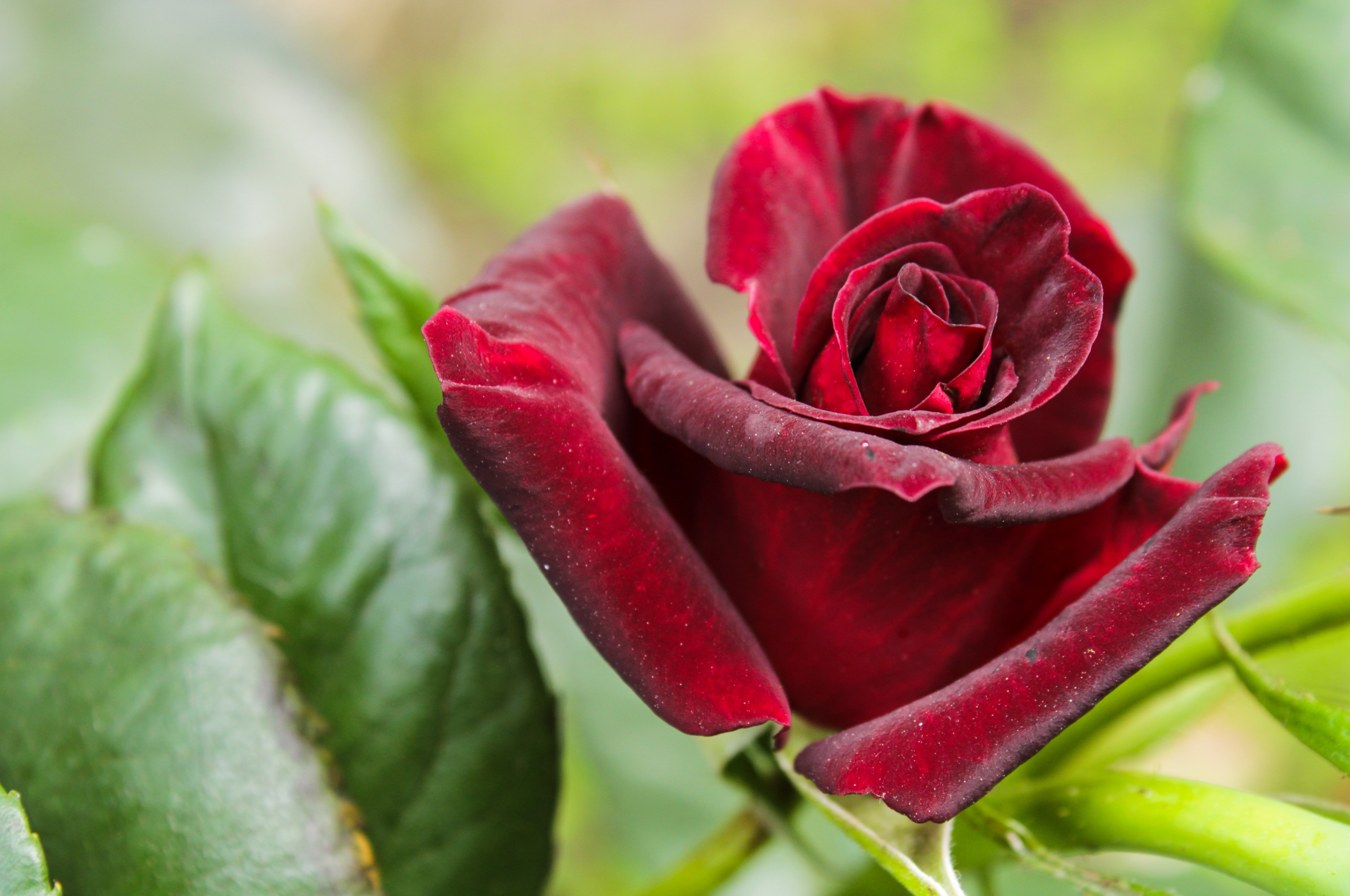Dark Red Rose in Bloom 4K HD Wallpaper