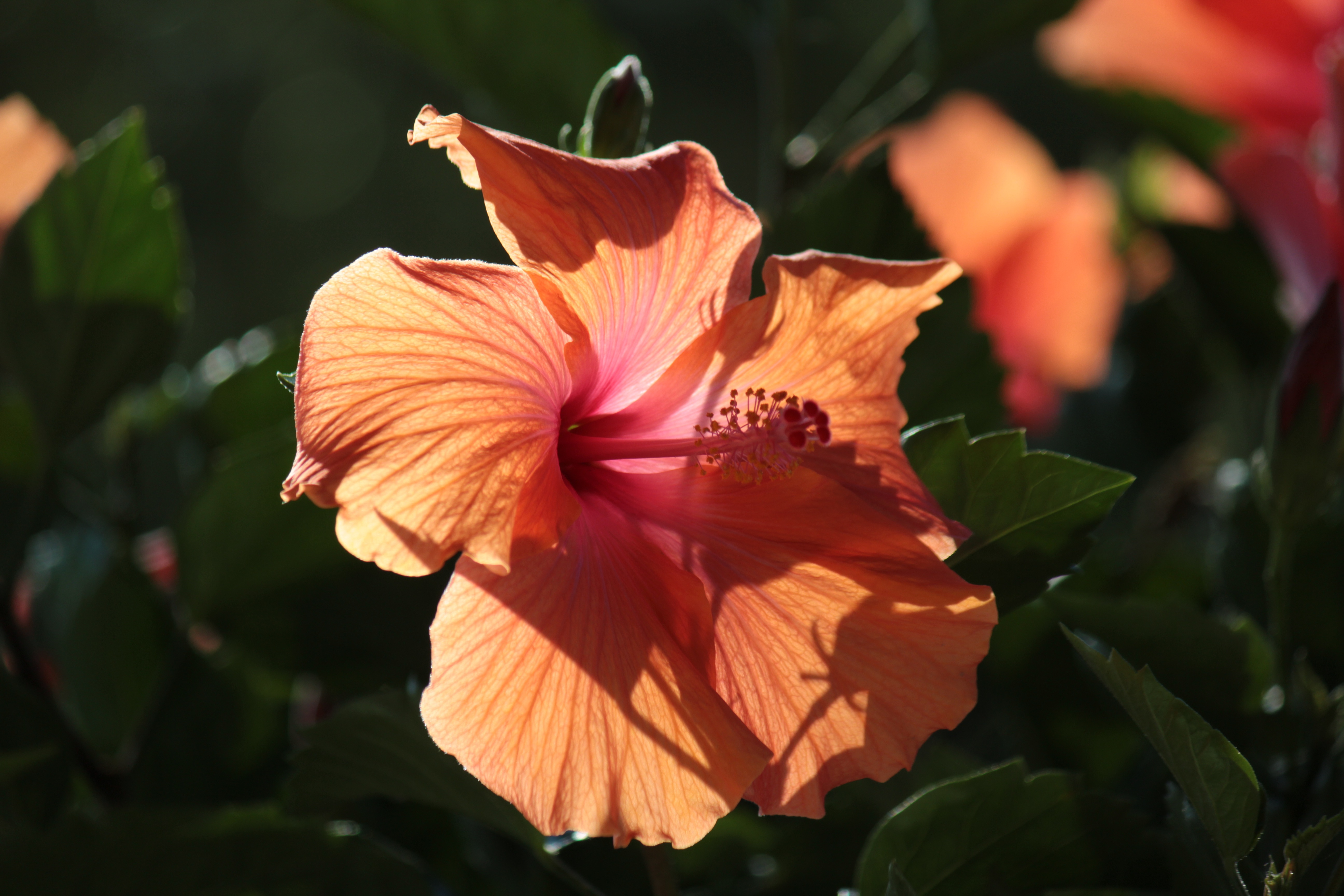 Orange Hibiscus Flower 4K HD Wallpaper