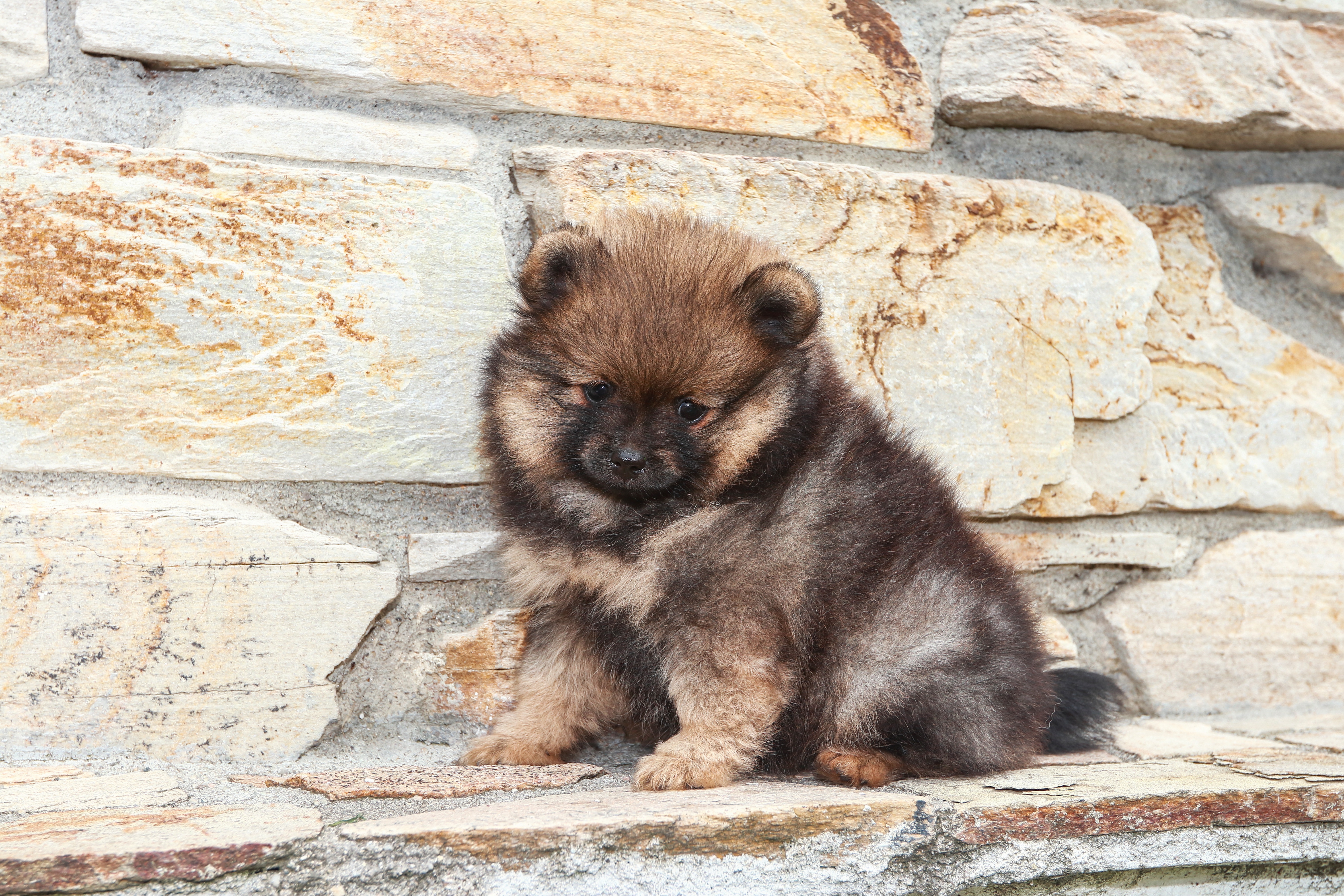 Pomeranian puppy sitting on stone wall HD Wallpaper