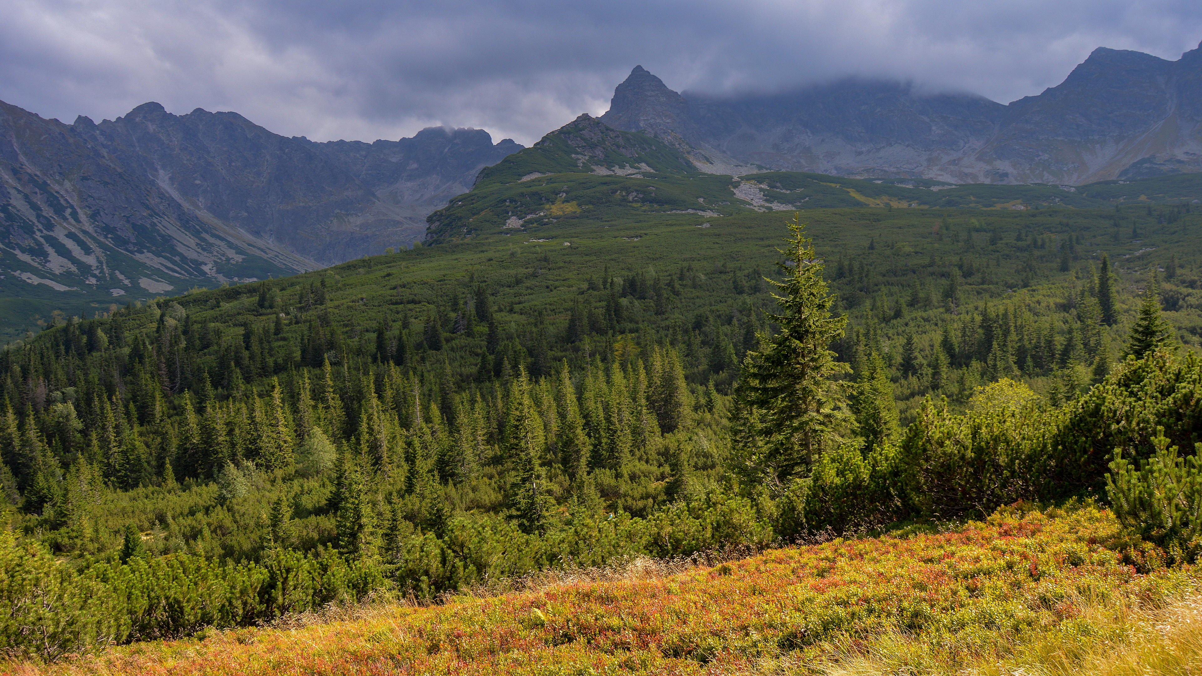 Mountain landscape with forest and peak HD Wallpaper