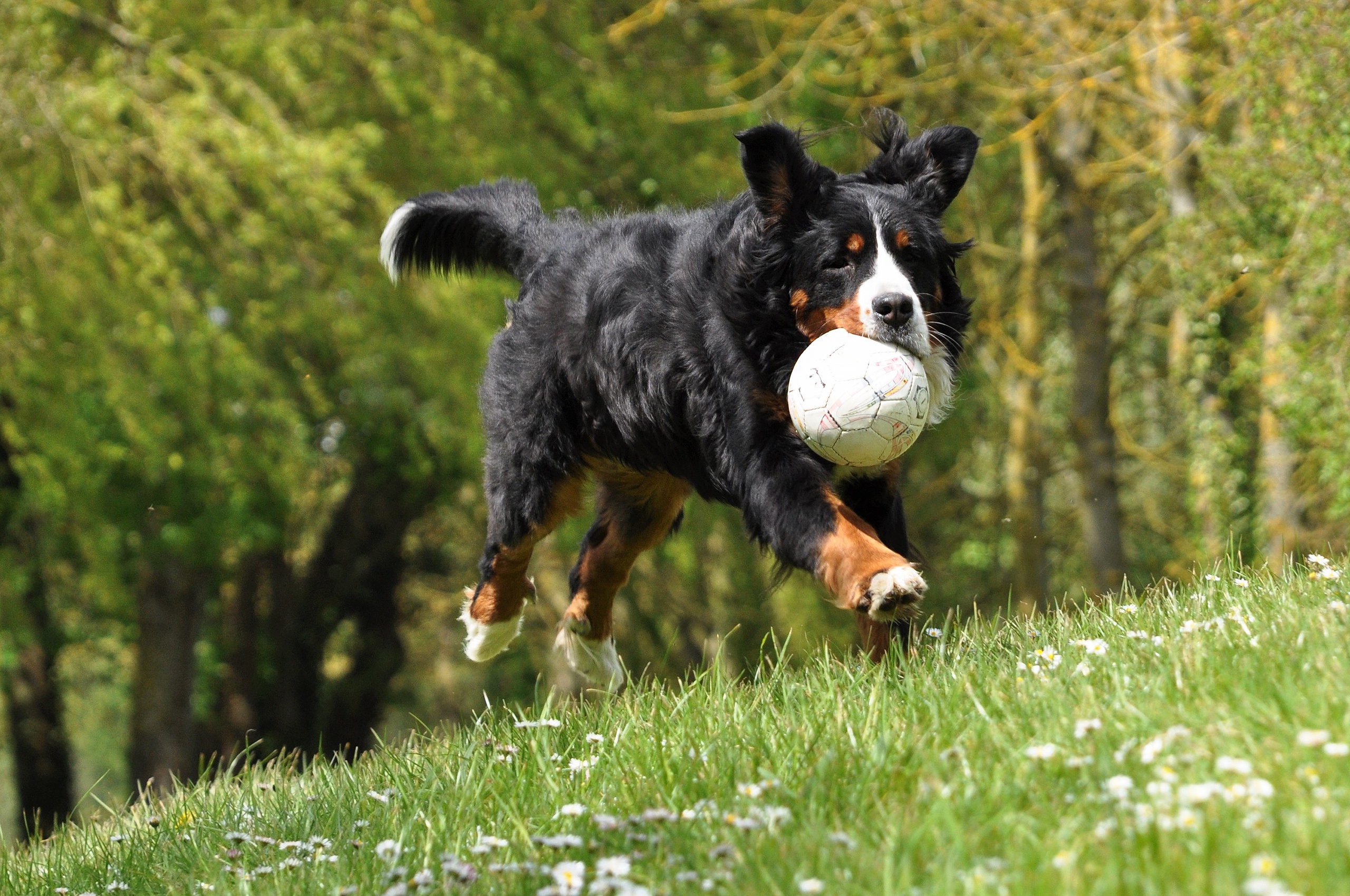 Bernese Mountain Dog running with a ball HD Wallpaper