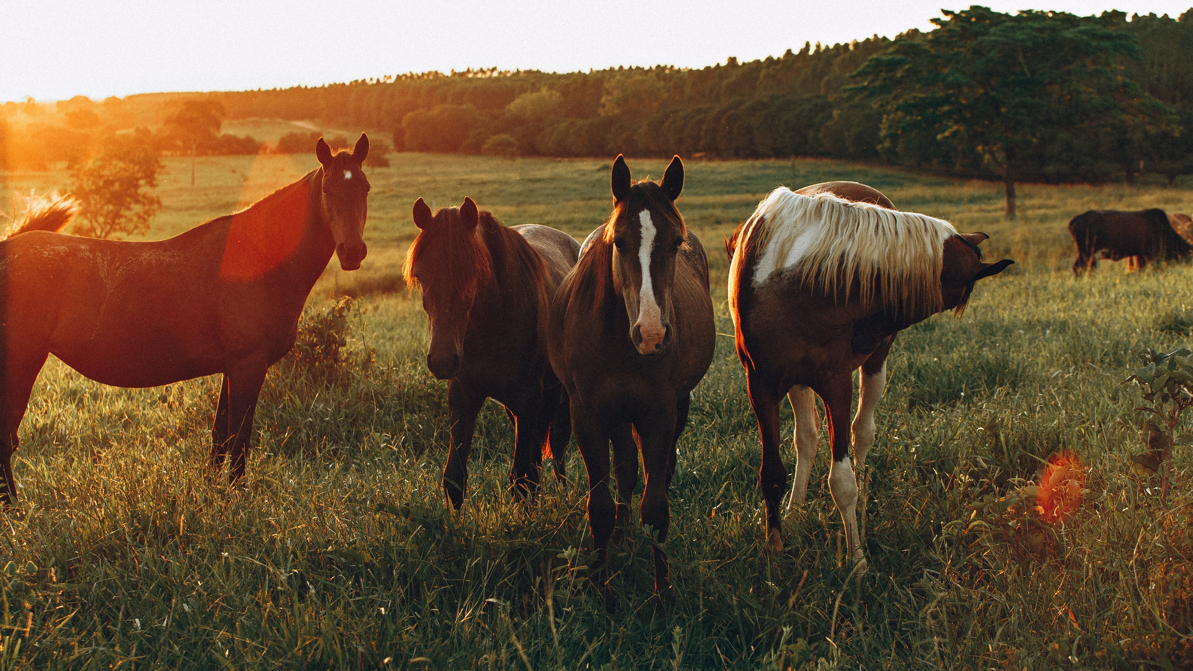 Four horses in a field at sunset HD Wallpaper