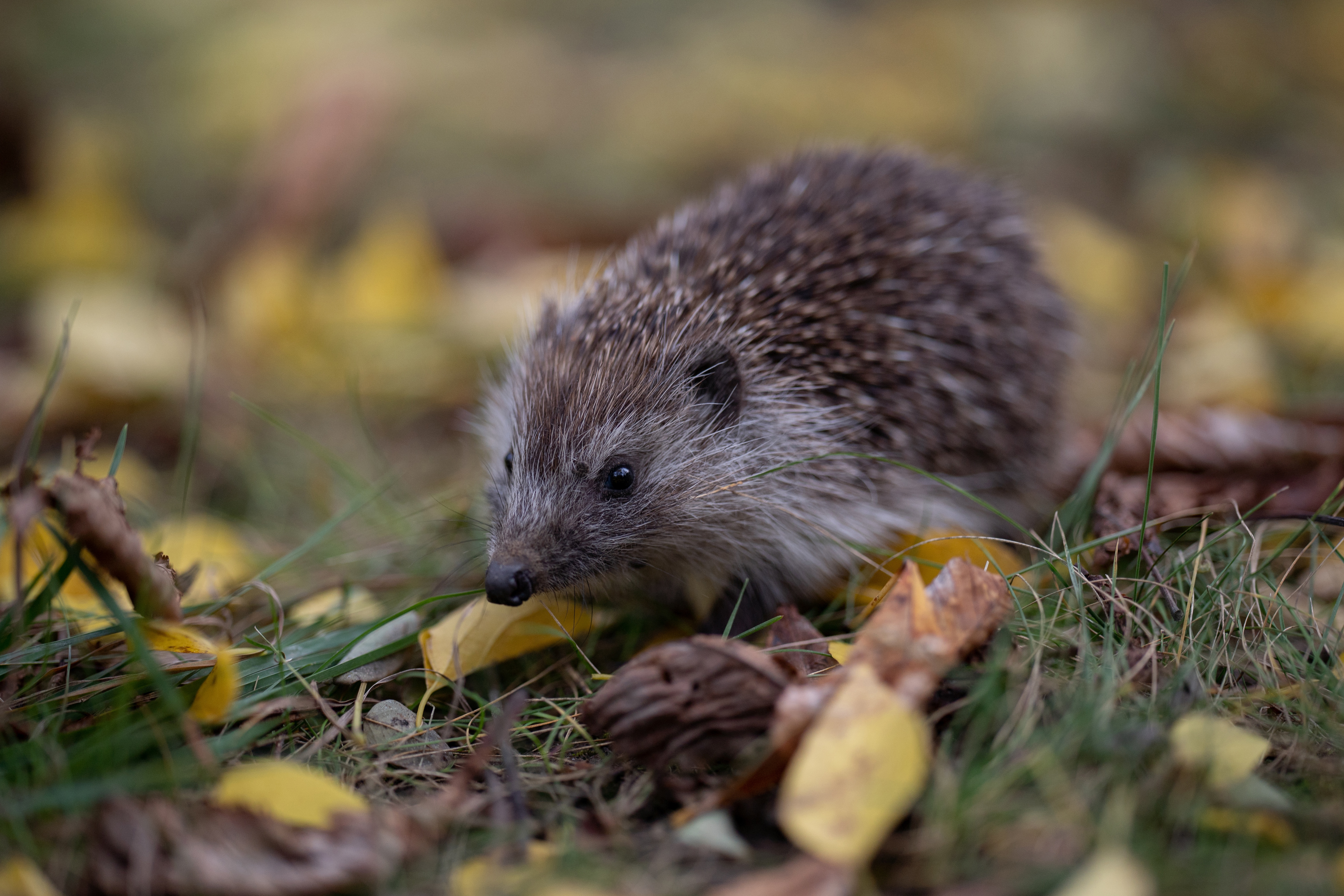 Hedgehog in autumn leaves 4K HD Wallpaper