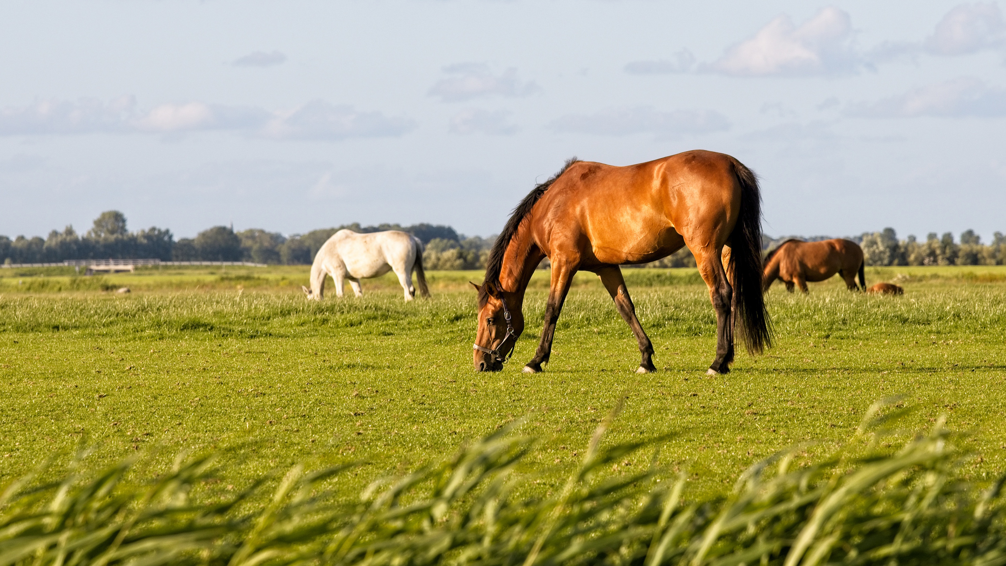 Horses grazing in a field 4K HD Wallpaper