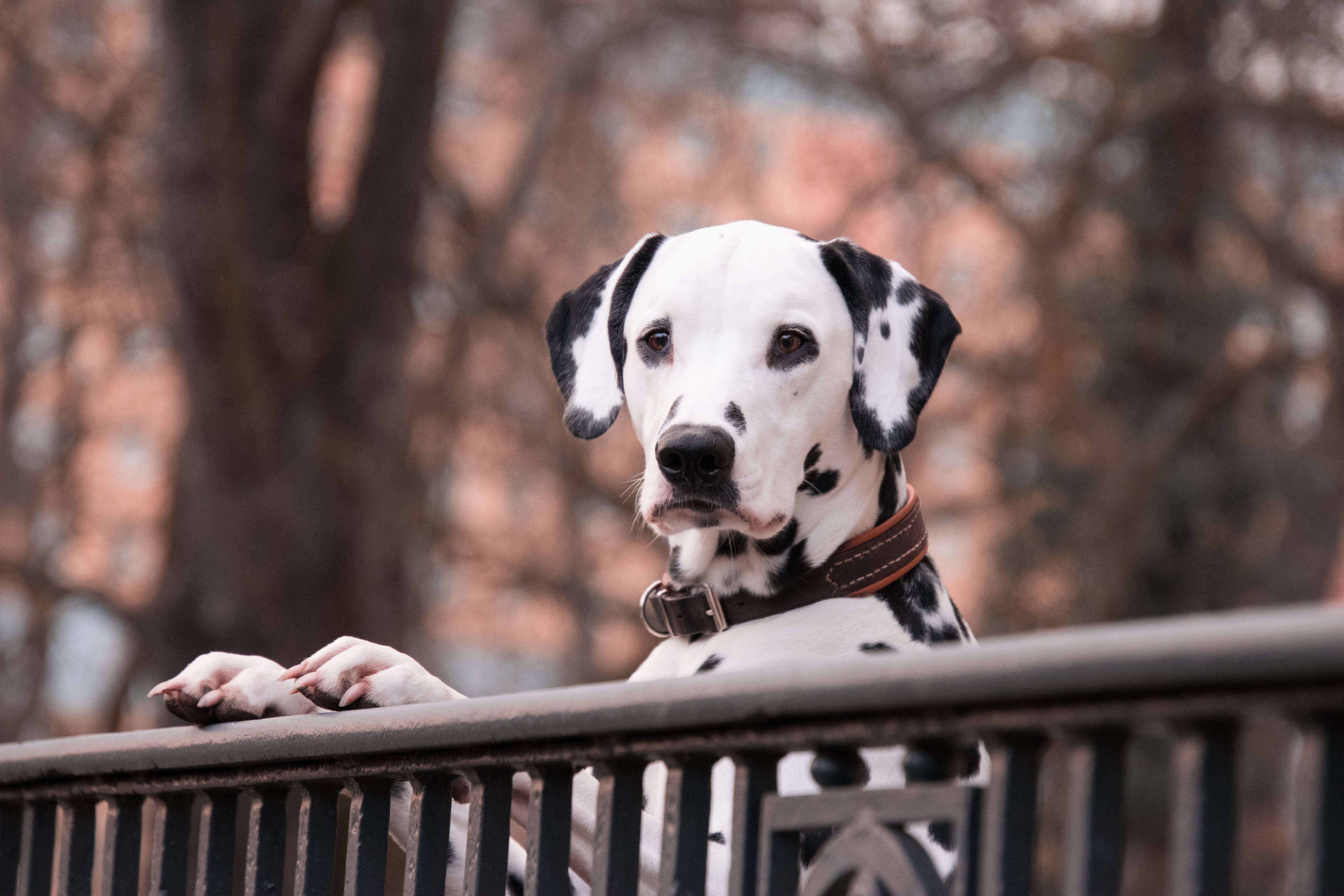 Dalmatian dog with black spots HD Wallpaper