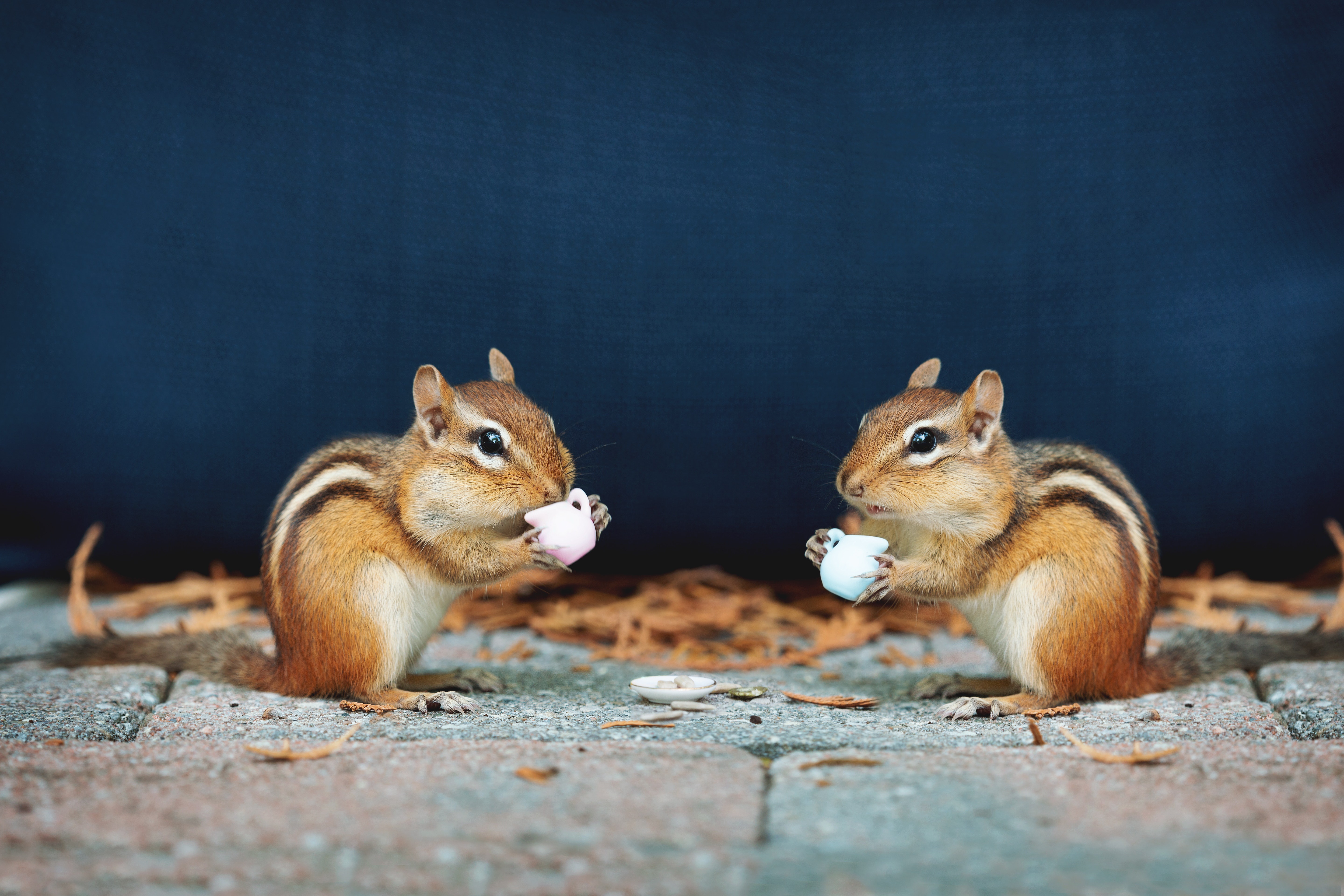 Two chipmunks drinking from teacups HD Wallpaper