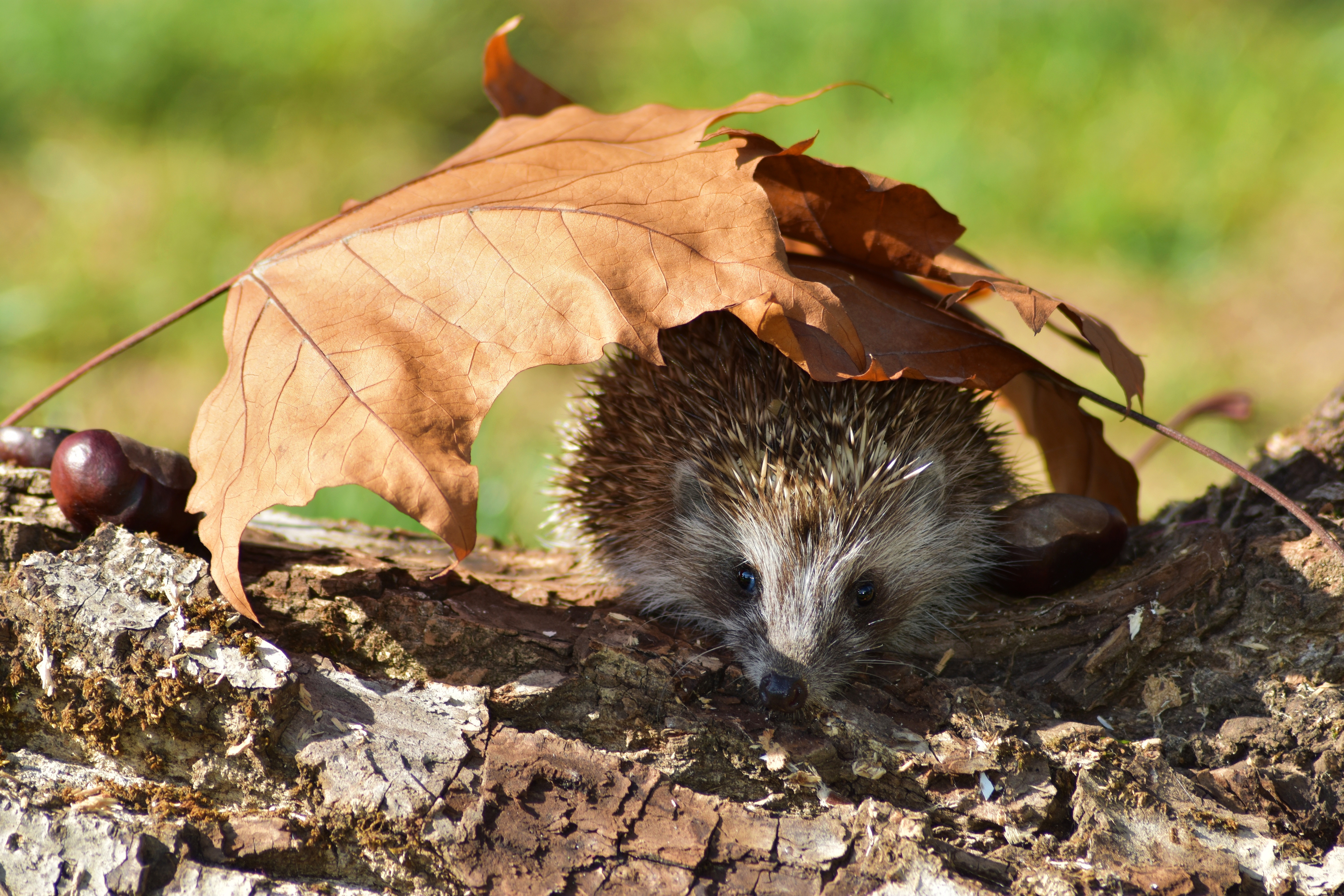 Hedgehog under a leaf with chestnuts HD Wallpaper