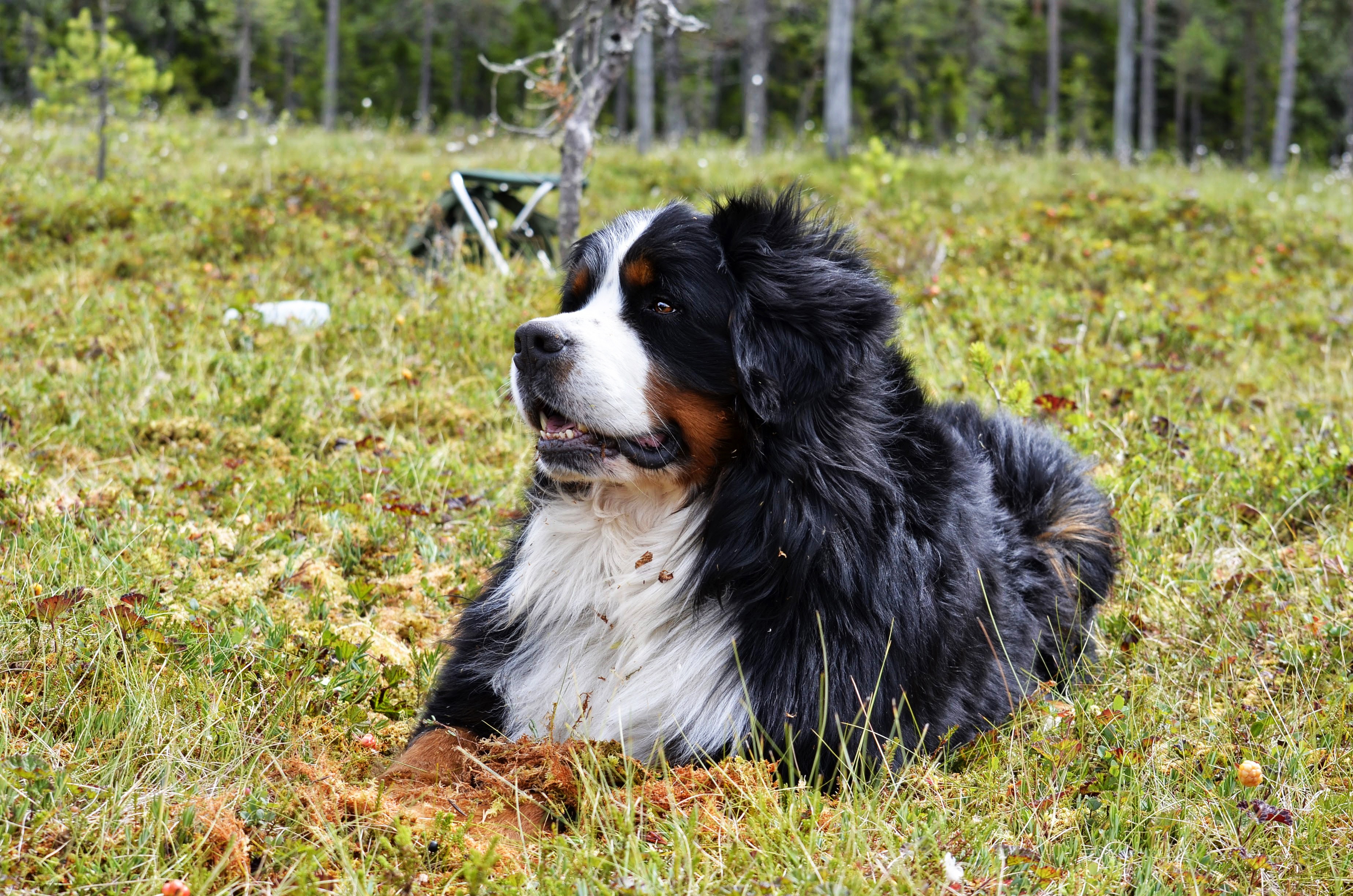 Bernese Mountain Dog lying in a grassy field HD Wallpaper
