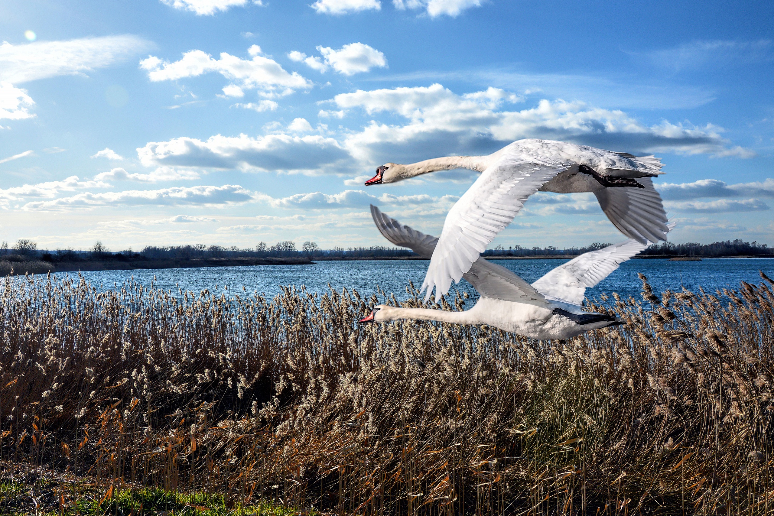 Two Mute Swans Flying Over Reeds HD Wallpaper
