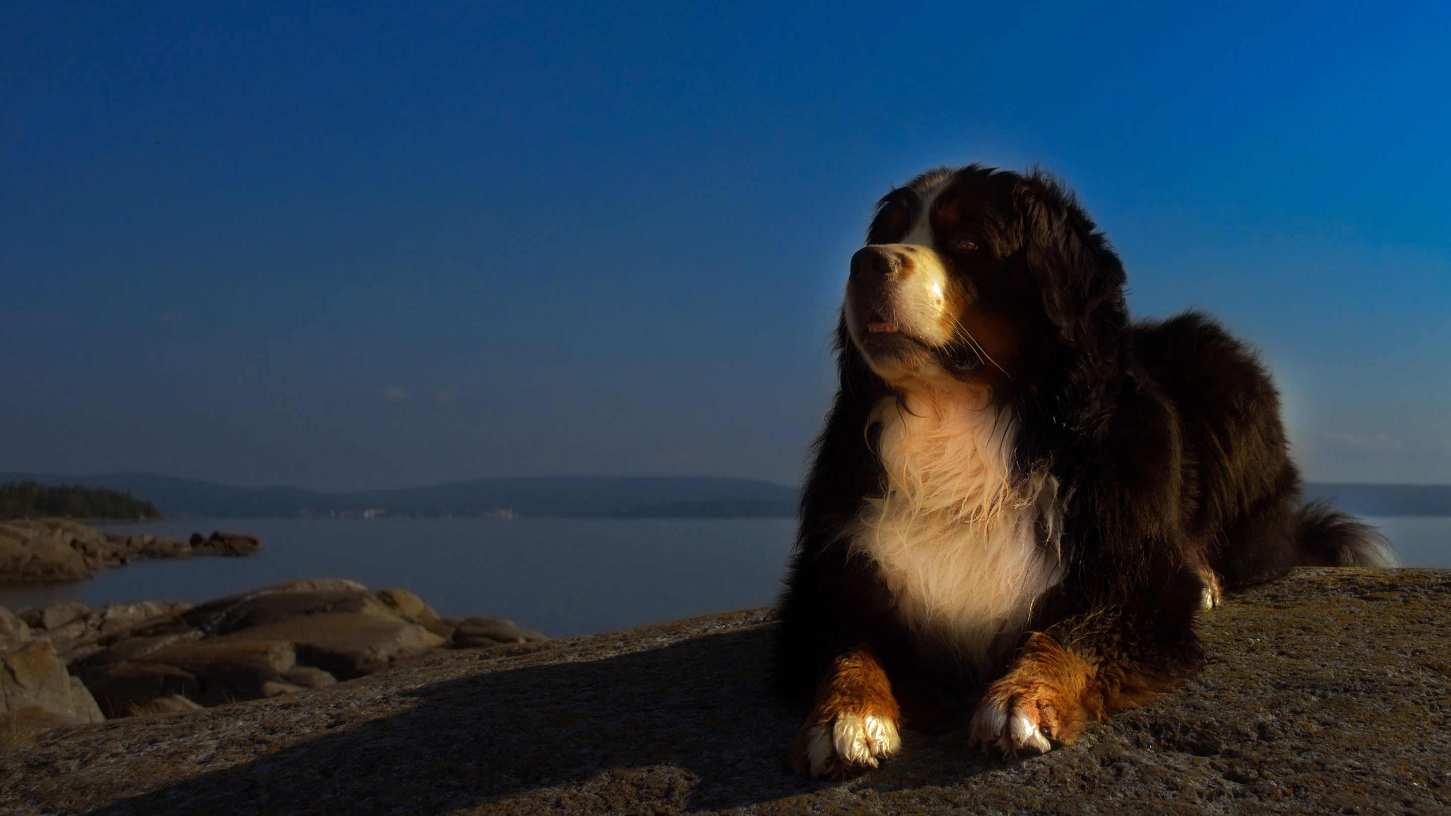Bernese Mountain Dog on a rocky shore HD Wallpaper