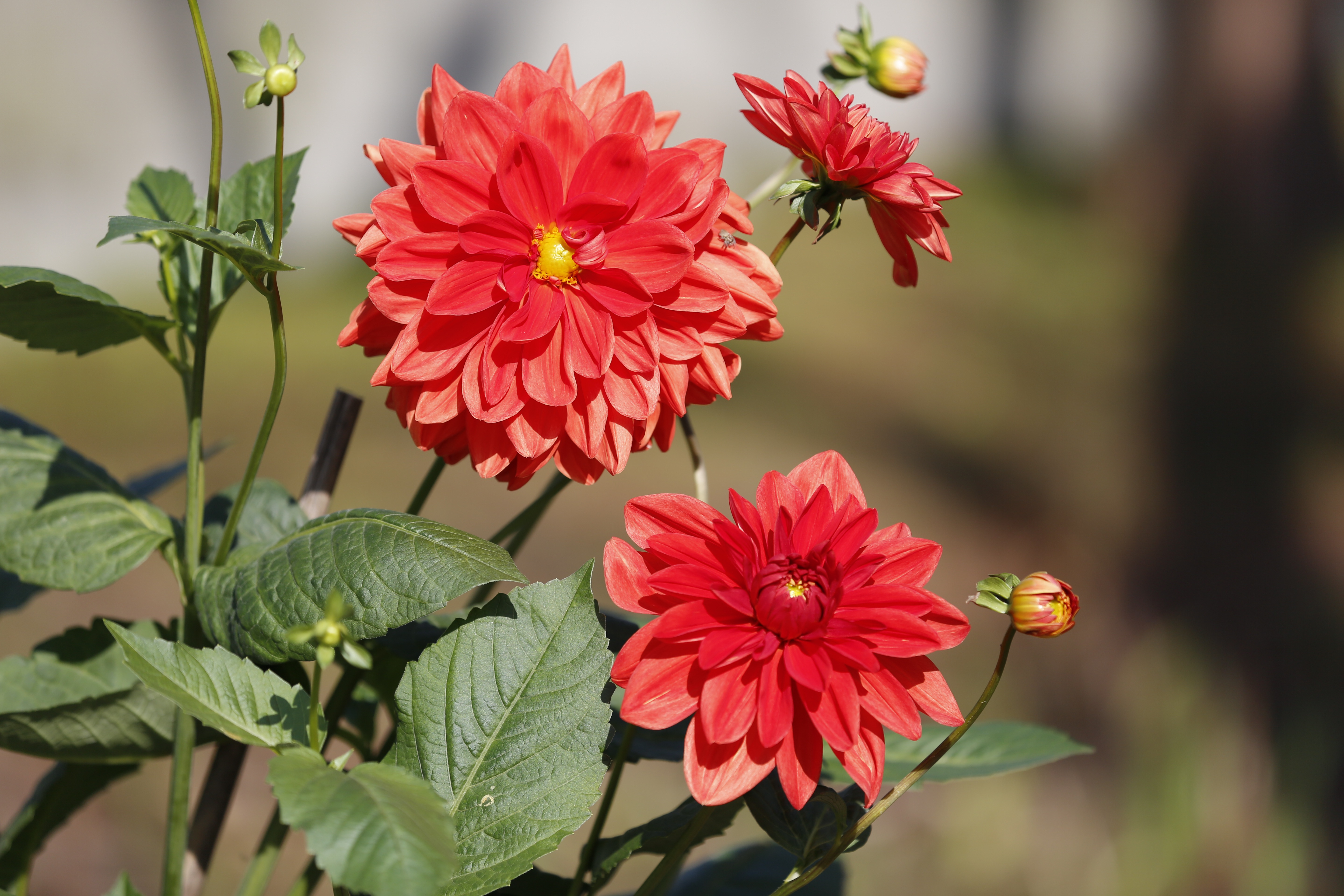 Red Dahlia Flowers and Buds 4K HD Wallpaper