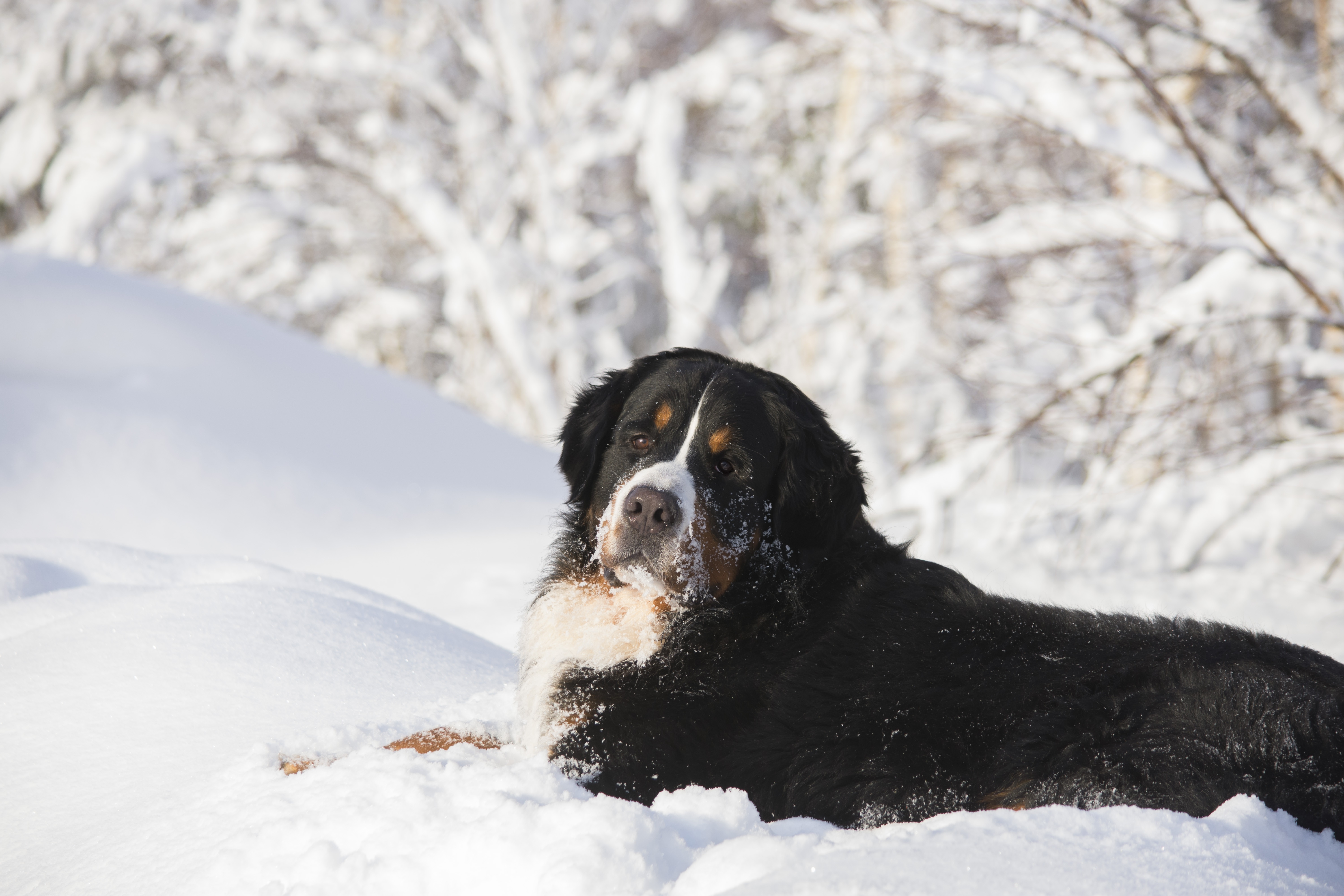Bernese Mountain Dog in Snow HD Wallpaper