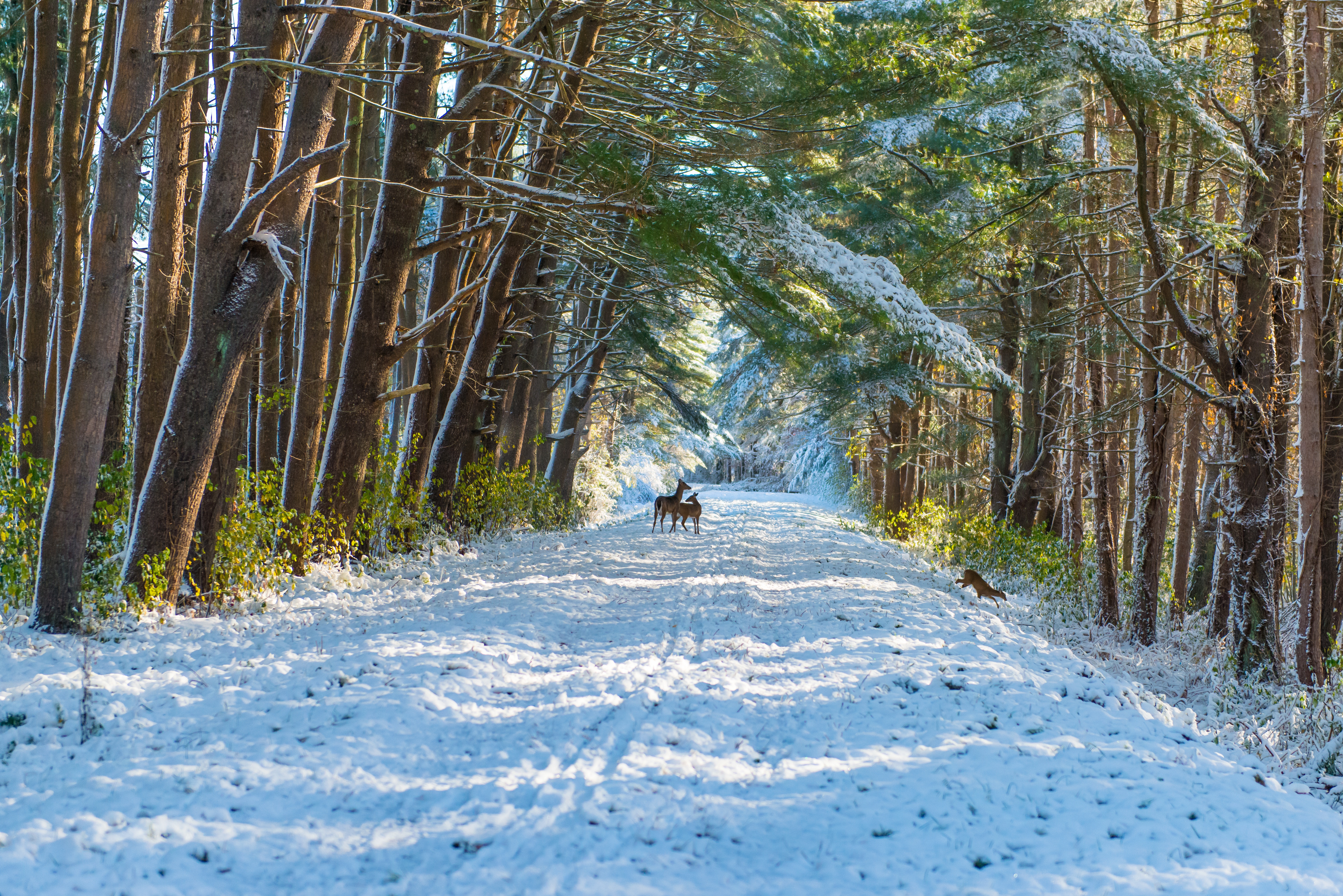 Deer in a Snowy Forest Path 4K HD Wallpaper