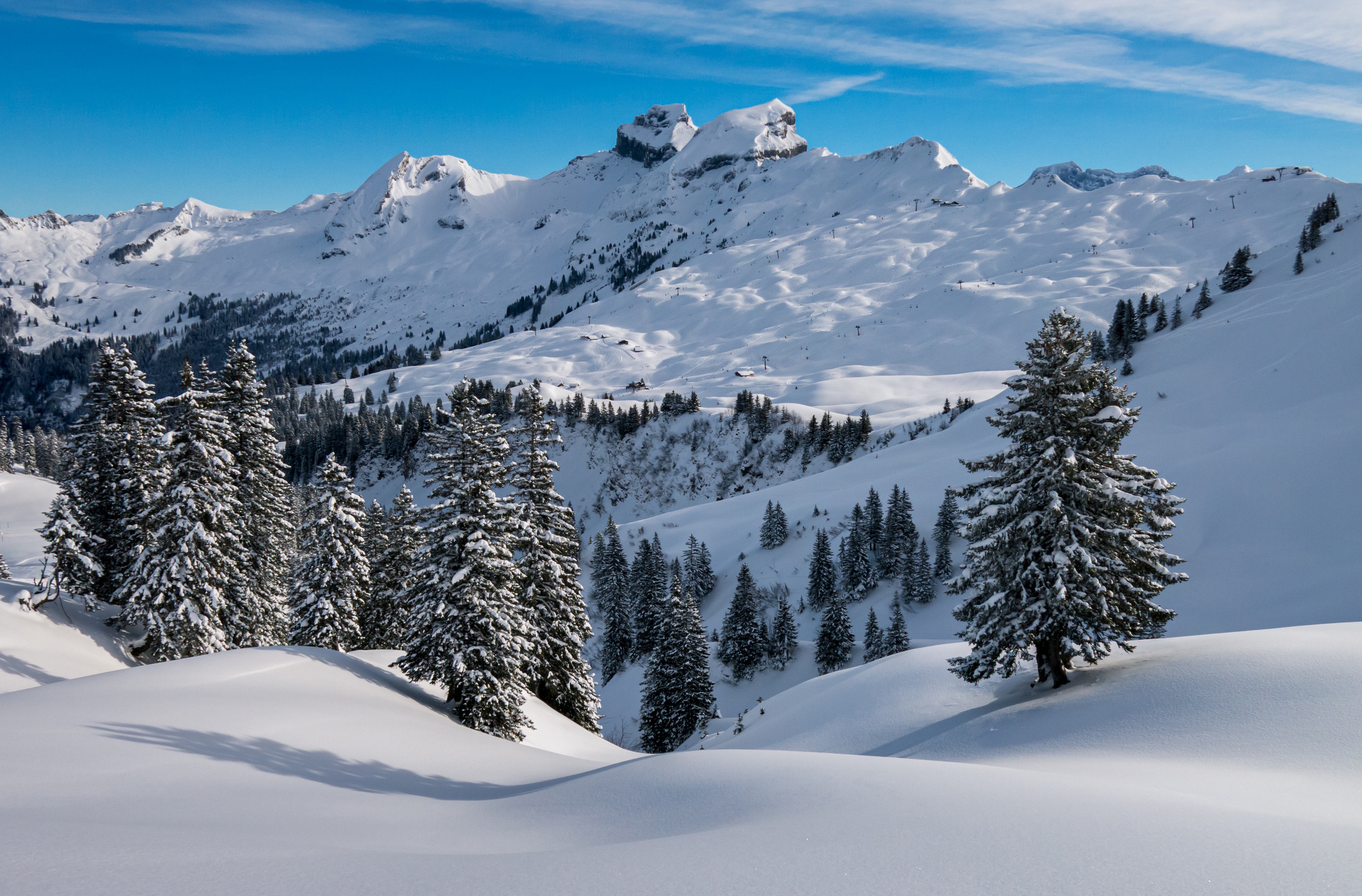 Snowy mountain peaks and evergreen trees under a blue sky HD Wallpaper