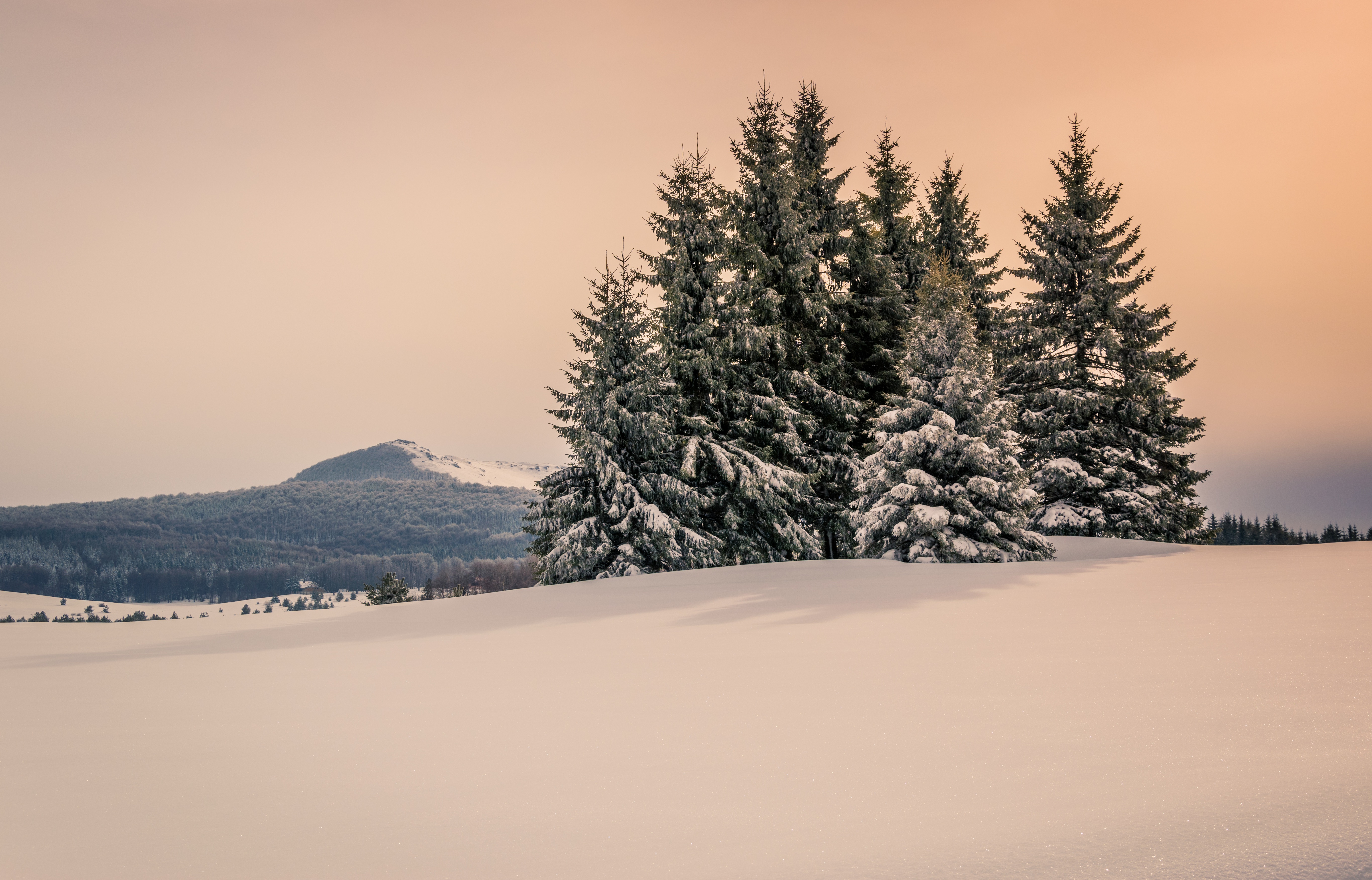Winter landscape with snow-covered fir trees and mountains HD Wallpaper