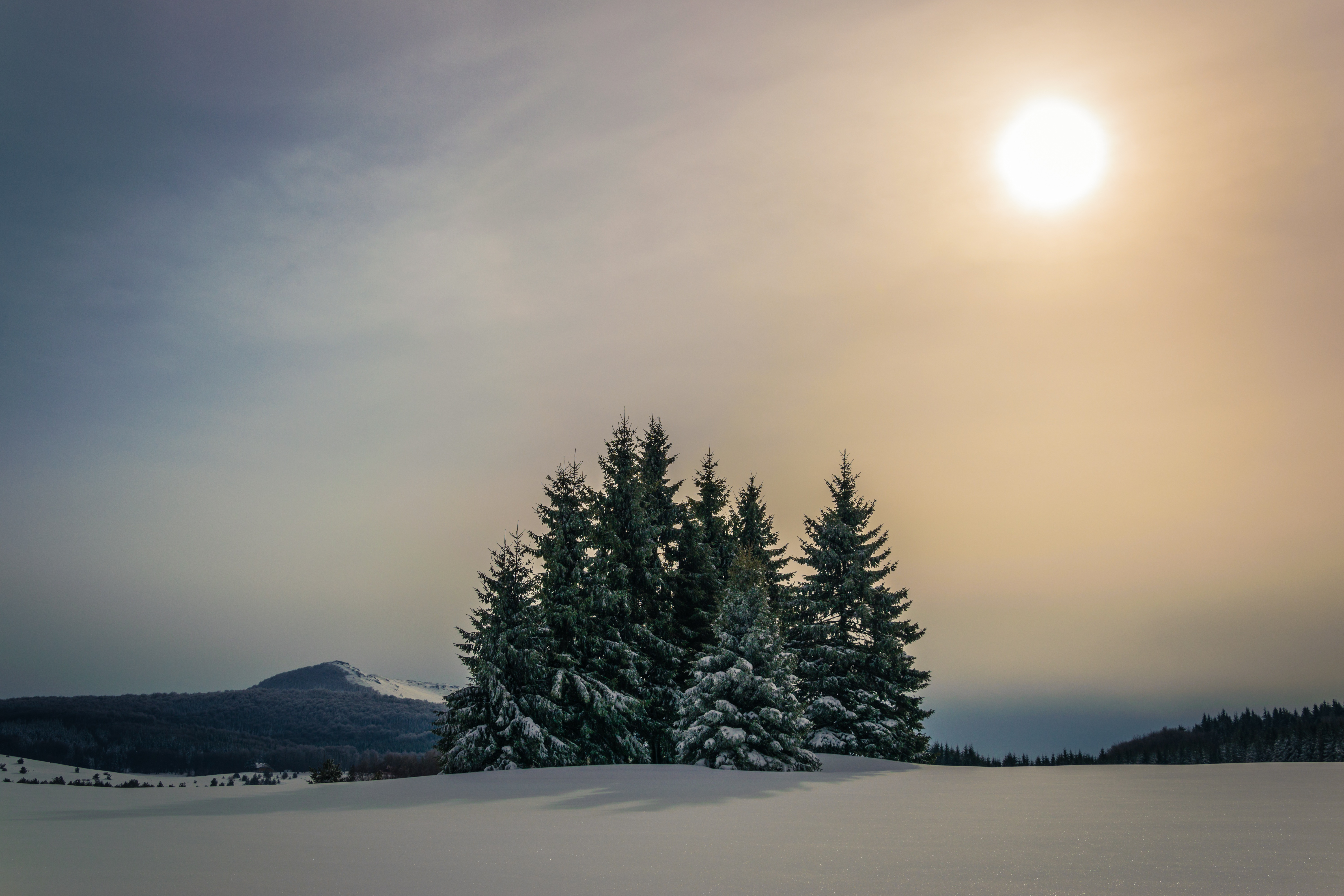 Winter landscape with fir trees and sun HD Wallpaper