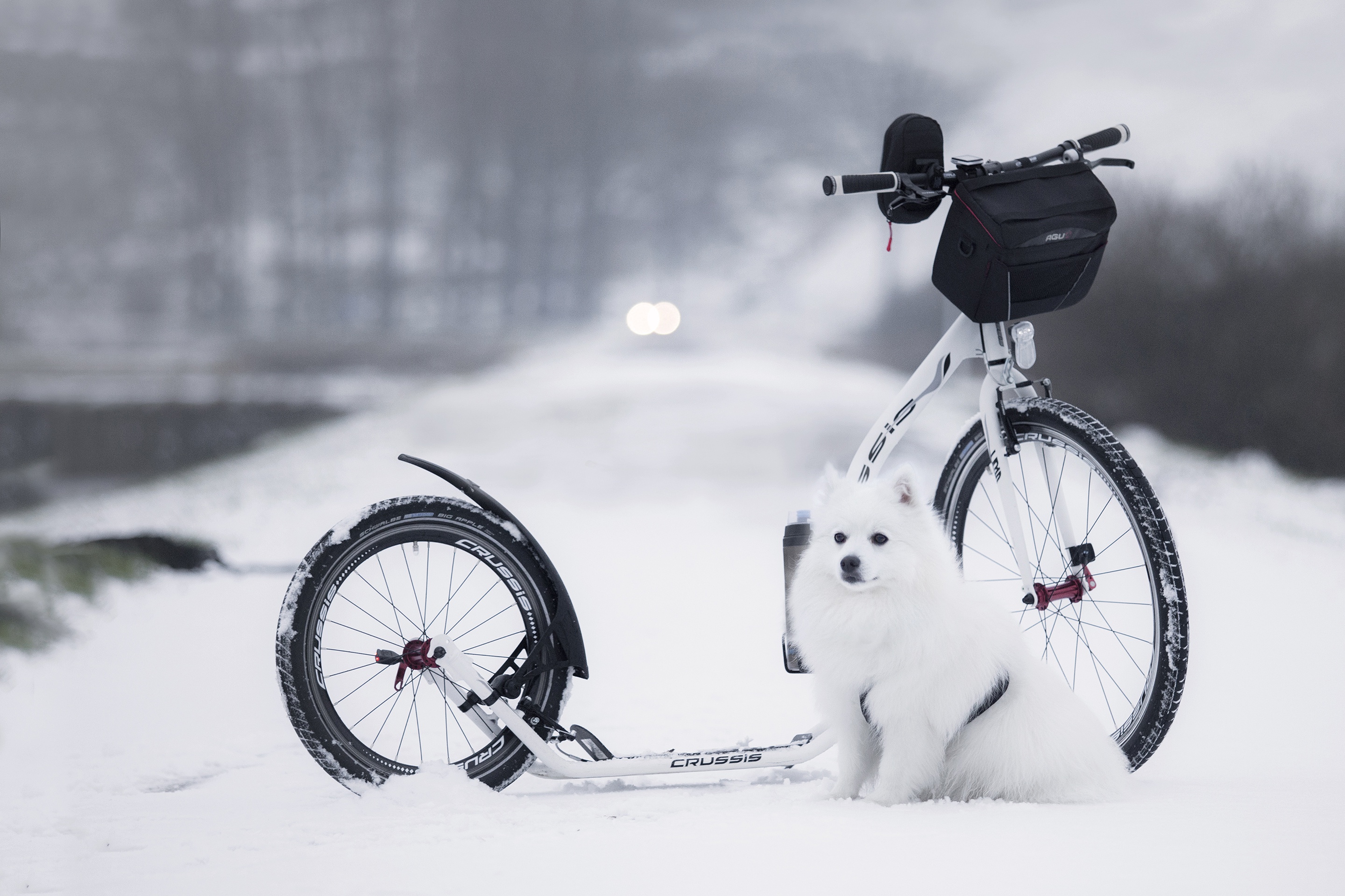 White Spitz dog with a scooter in the snow HD Wallpaper