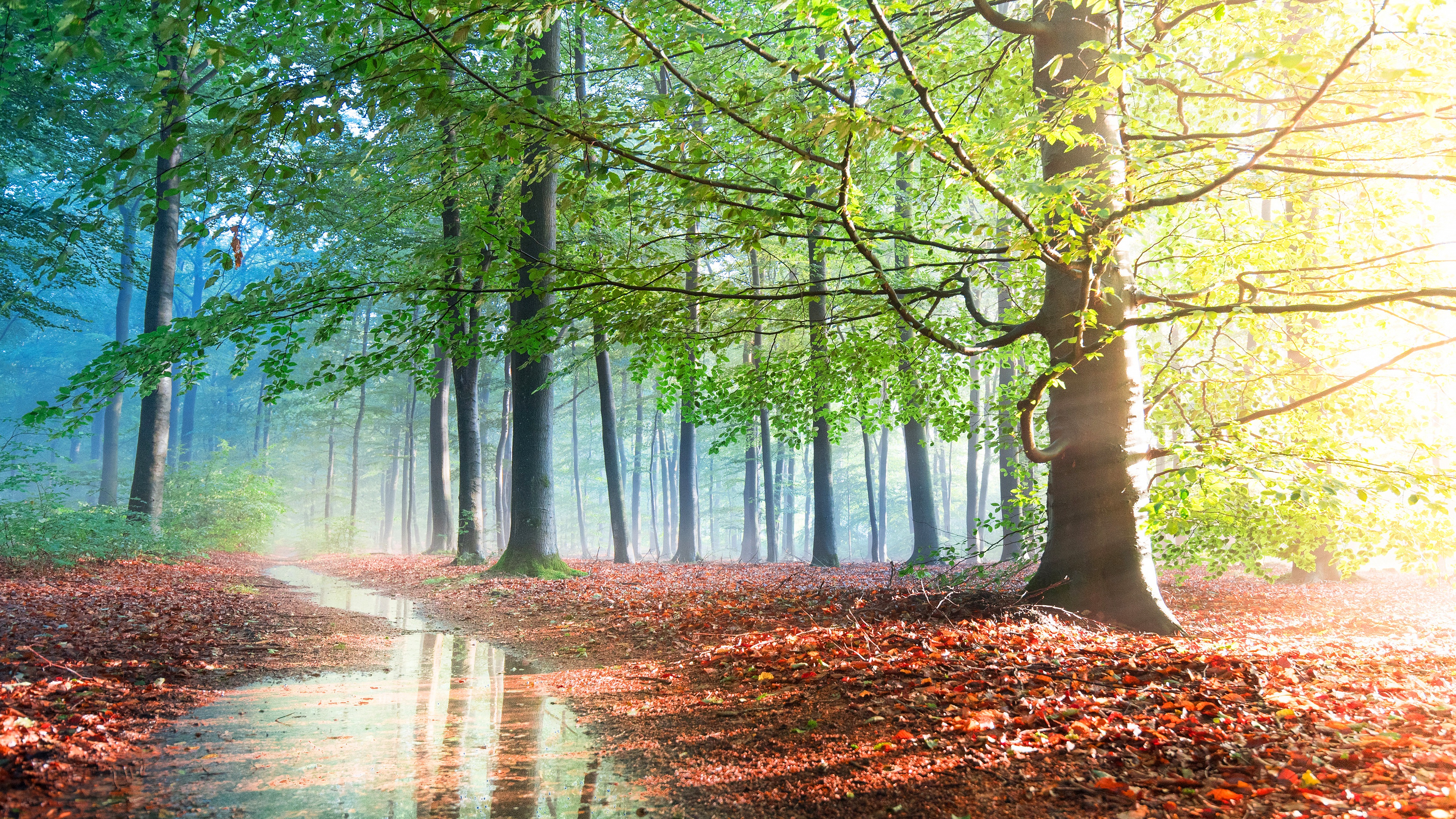 Forest path with puddles and fallen leaves in fog HD Wallpaper