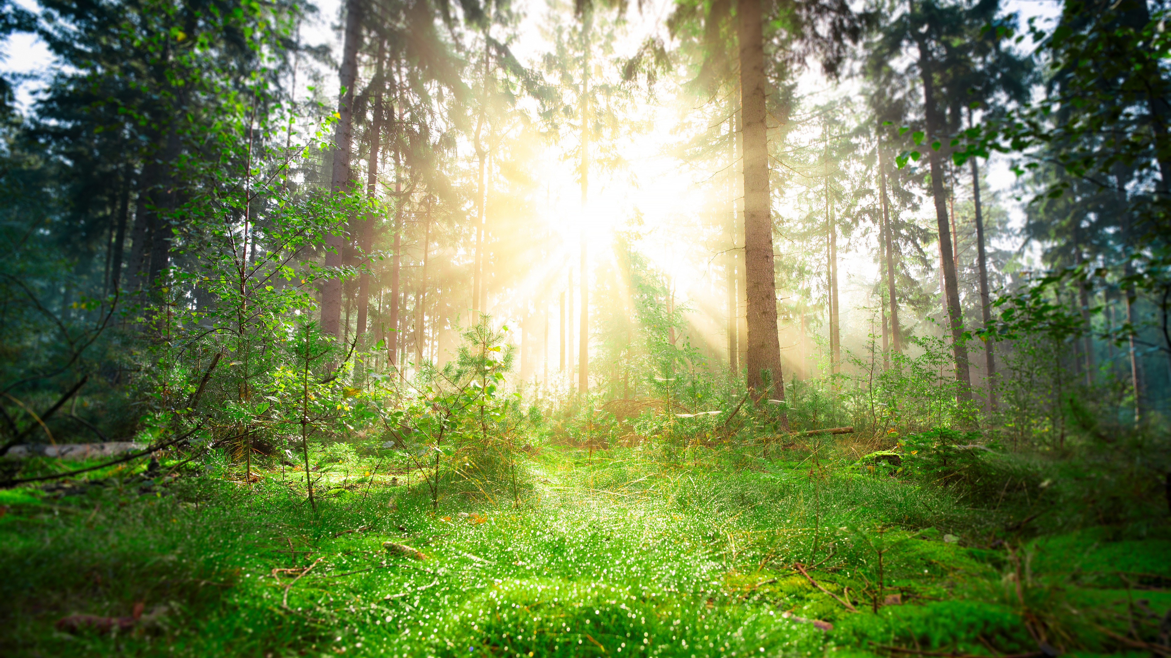 Sunbeams in a Green Forest with Pine Trees HD Wallpaper
