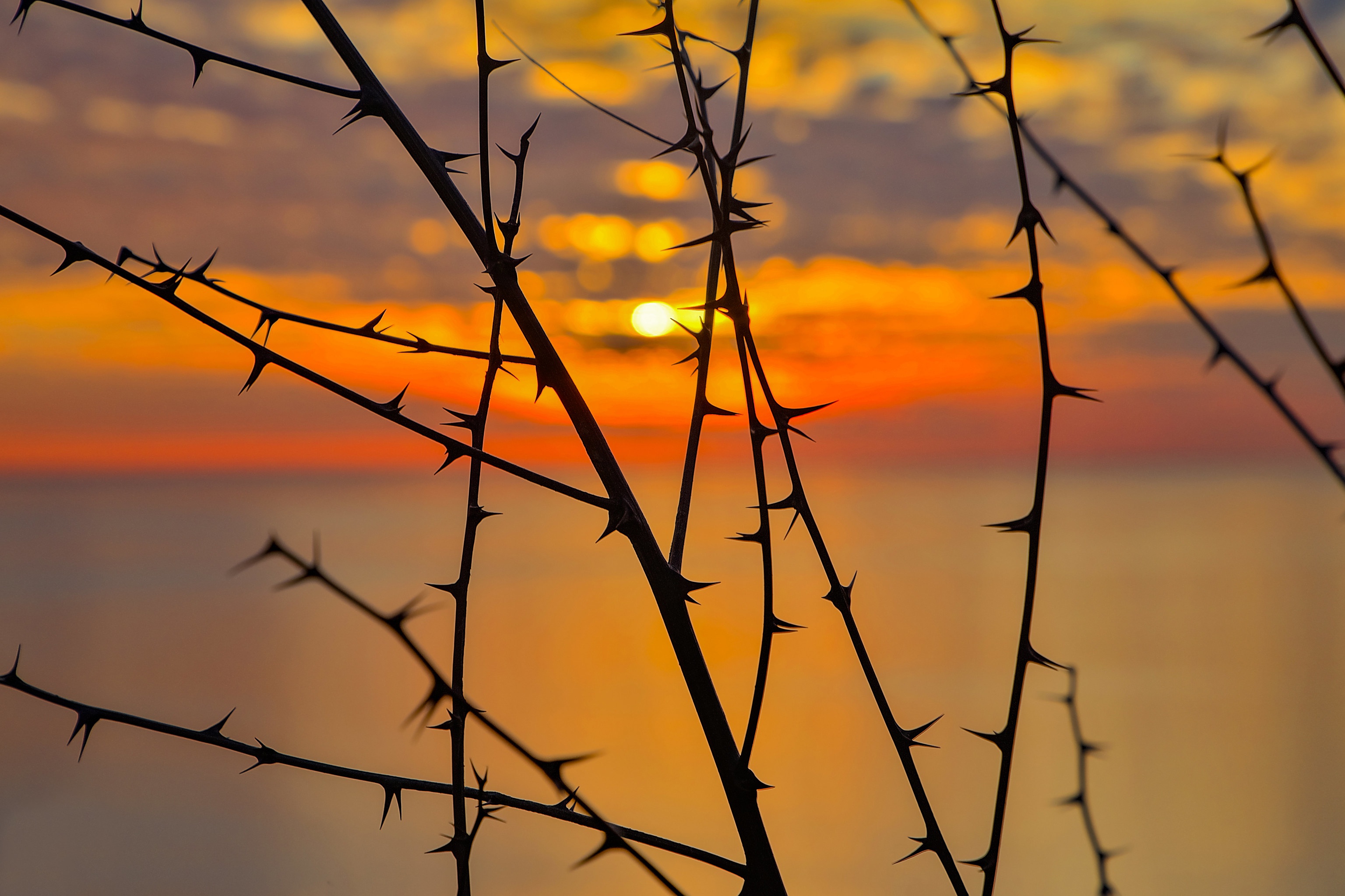 Silhouette of thorny branches against sunset over water HD Wallpaper