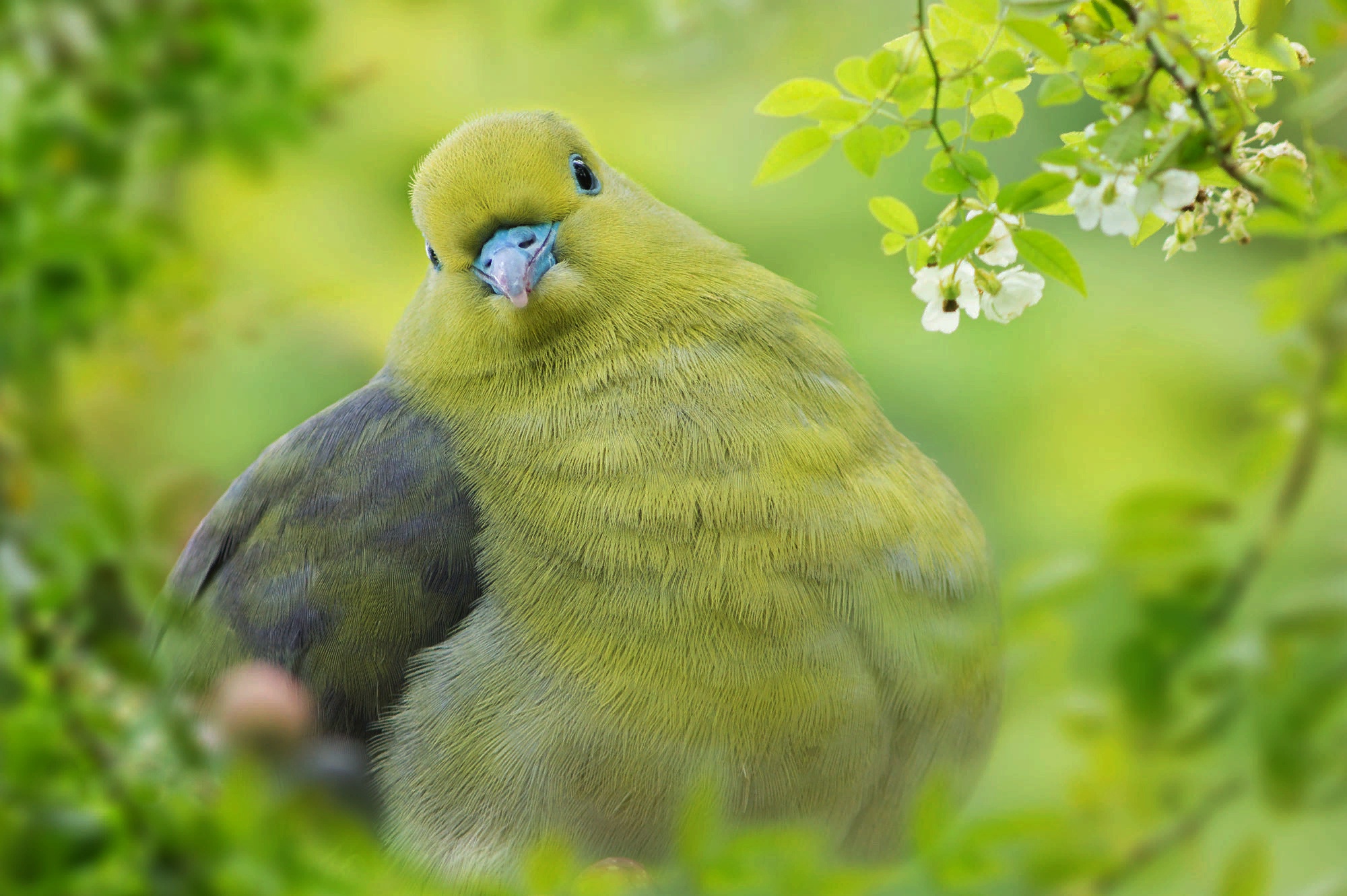Green bird on a branch with white flowers HD Wallpaper