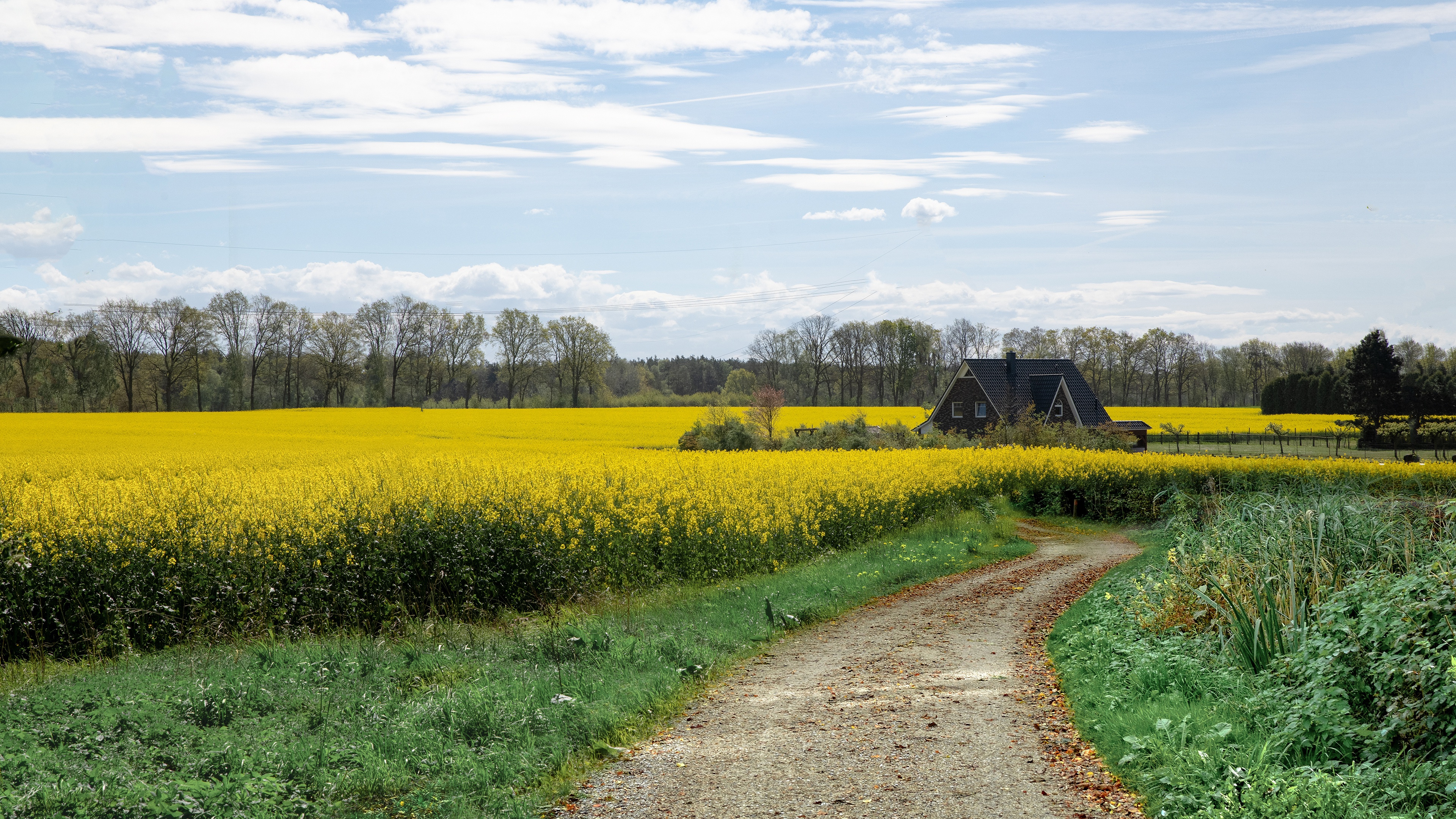 Yellow rapeseed field with a house and a path HD Wallpaper