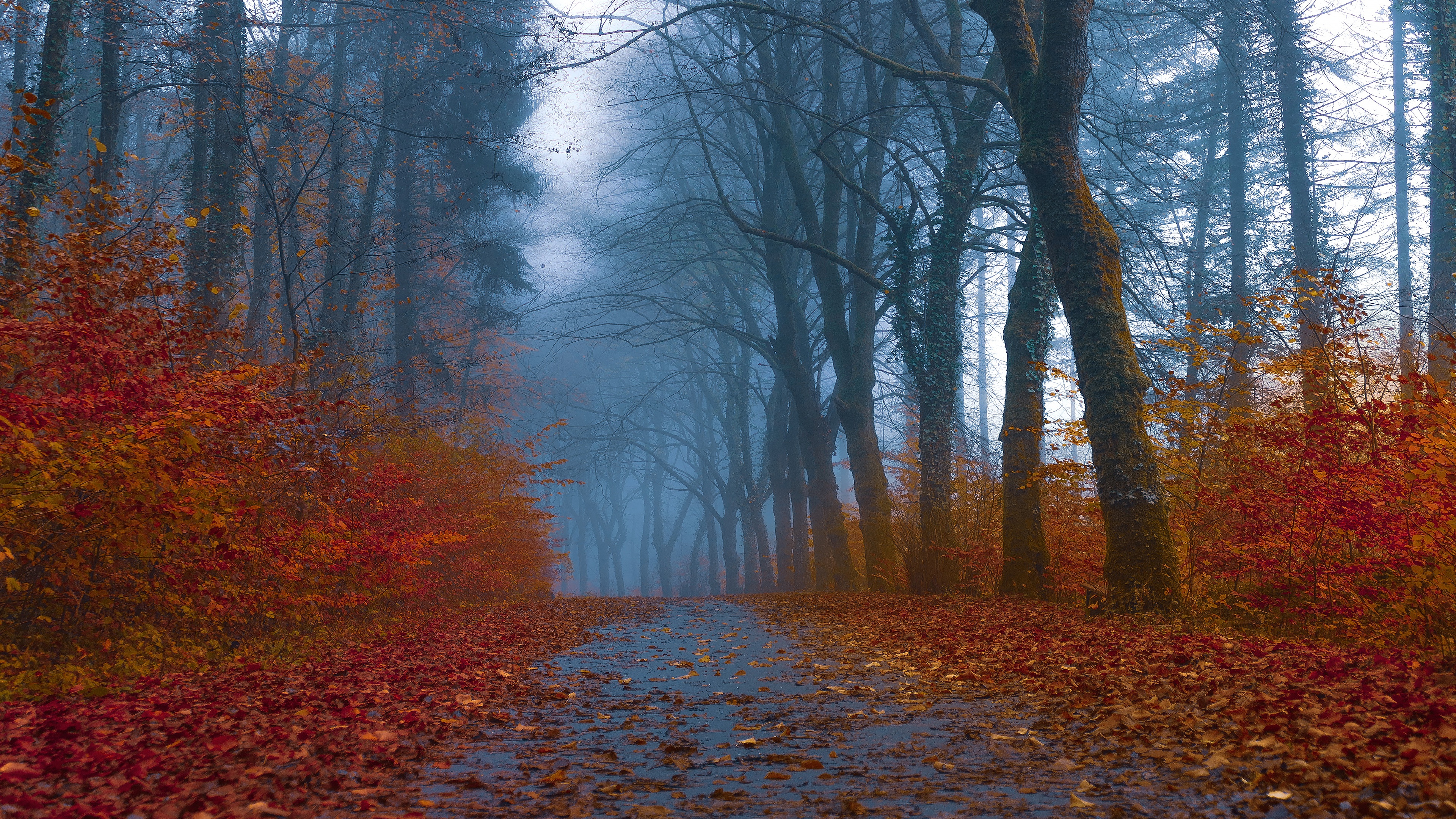 Foggy Forest Road with Autumn Foliage HD Wallpaper