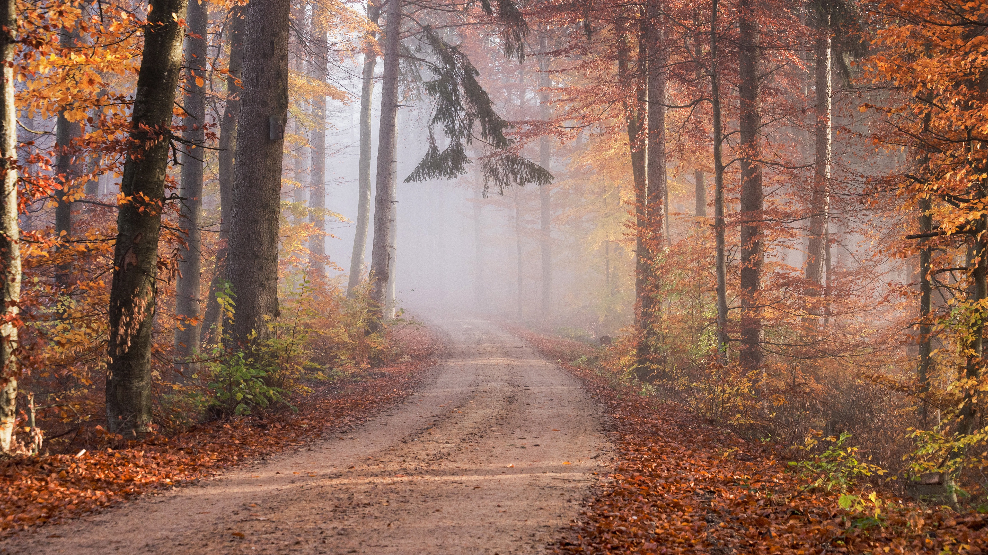 Dirt road through a foggy autumn forest with fallen leaves HD Wallpaper