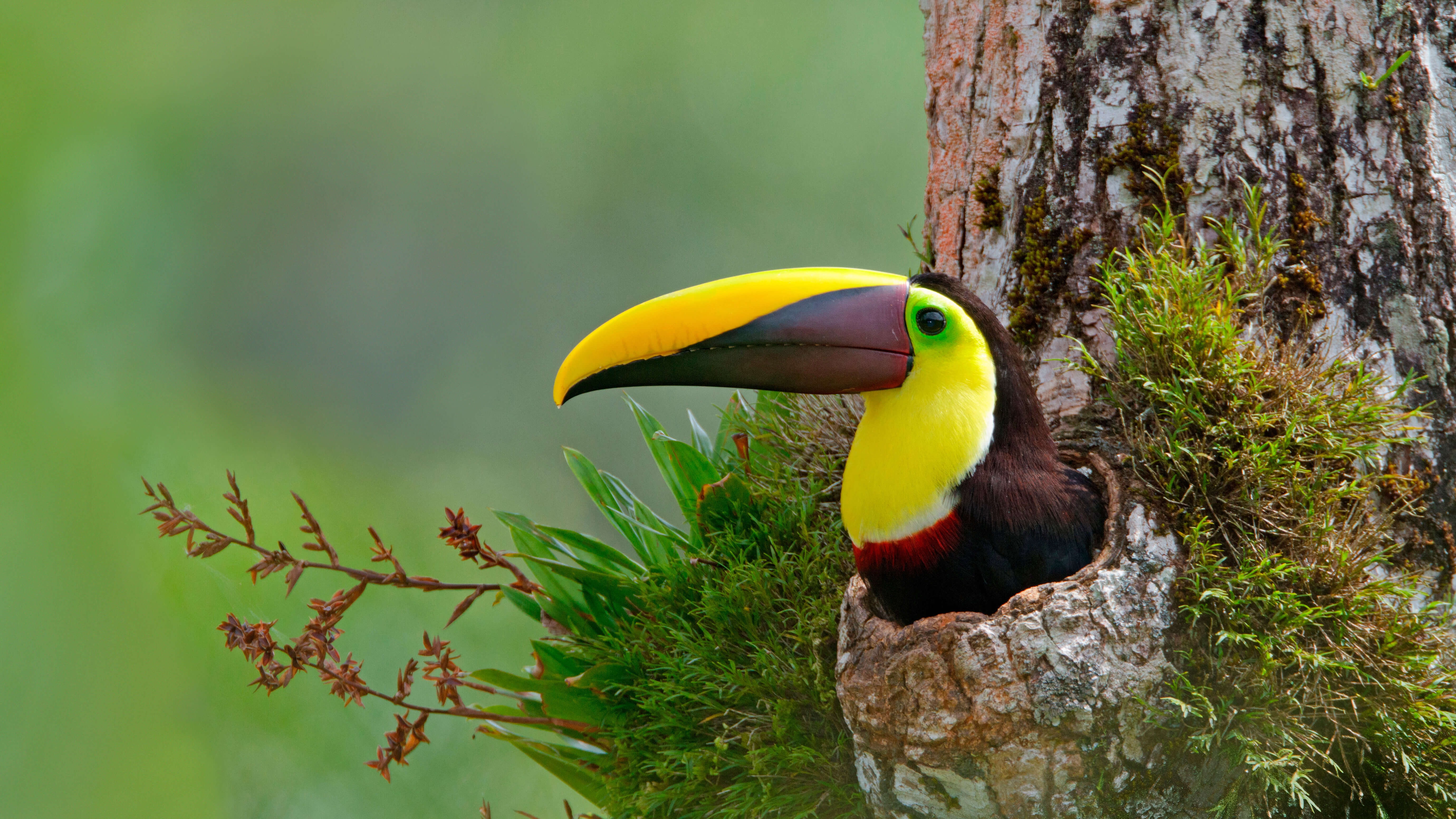 Toucan in a tree trunk hole HD Wallpaper
